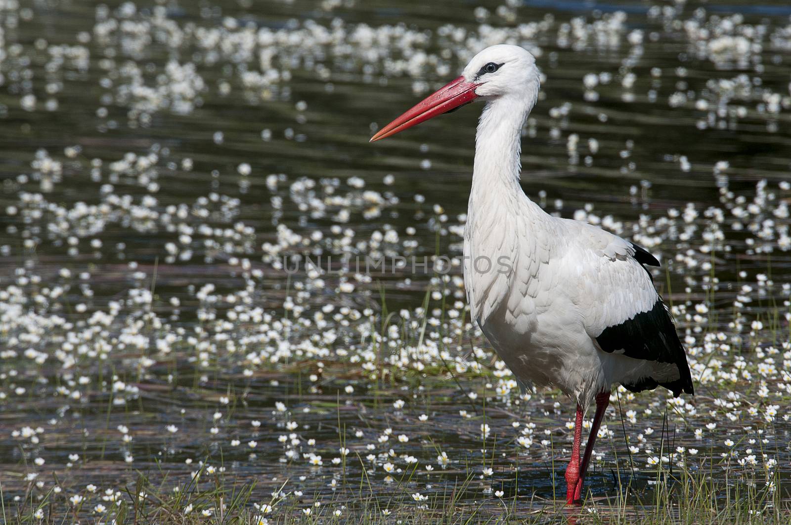 White stork (Ciconia ciconia) on the water in spring by jalonsohu@gmail.com