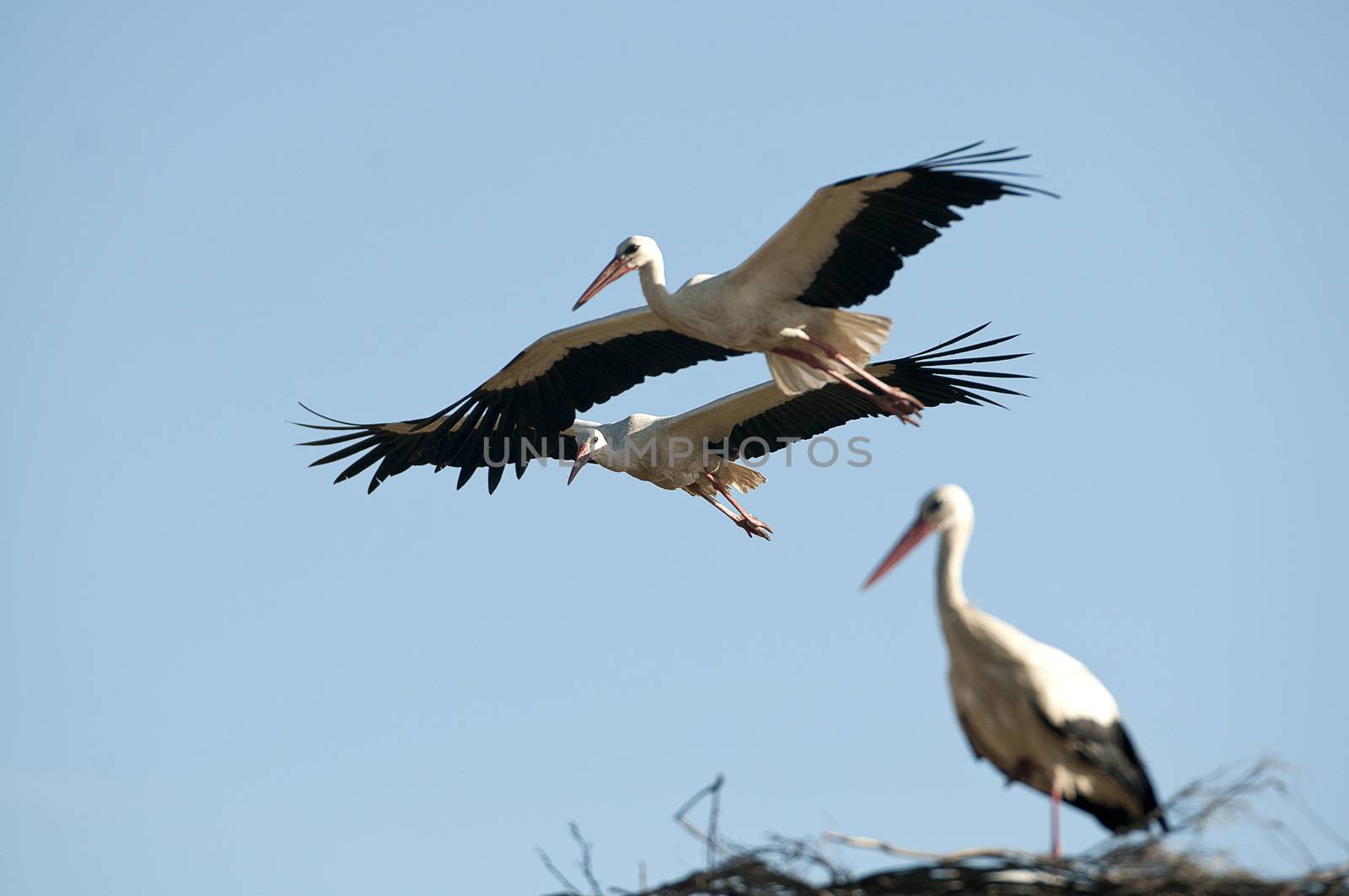 White stork in flight (Ciconia ciconia)