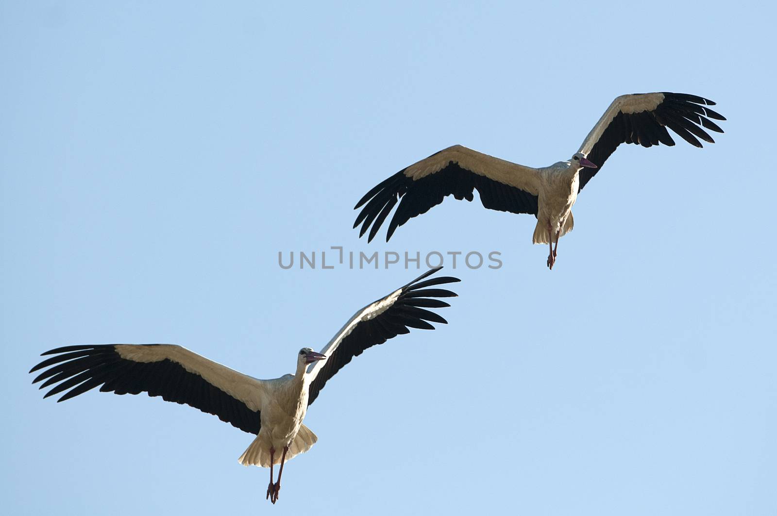 White stork in flight (Ciconia ciconia)  by jalonsohu@gmail.com