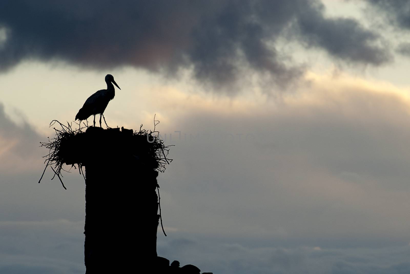 White stork in its nest at sunset (Ciconia ciconia) by jalonsohu@gmail.com