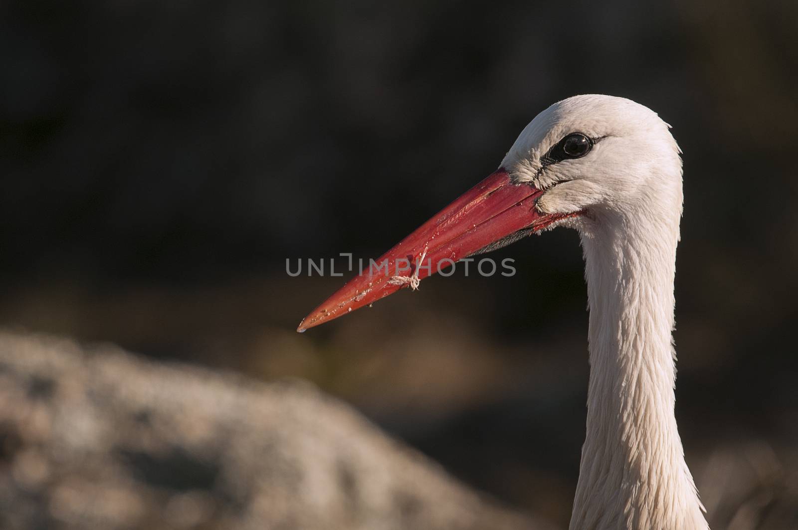 White stork portrait (Ciconia ciconia)