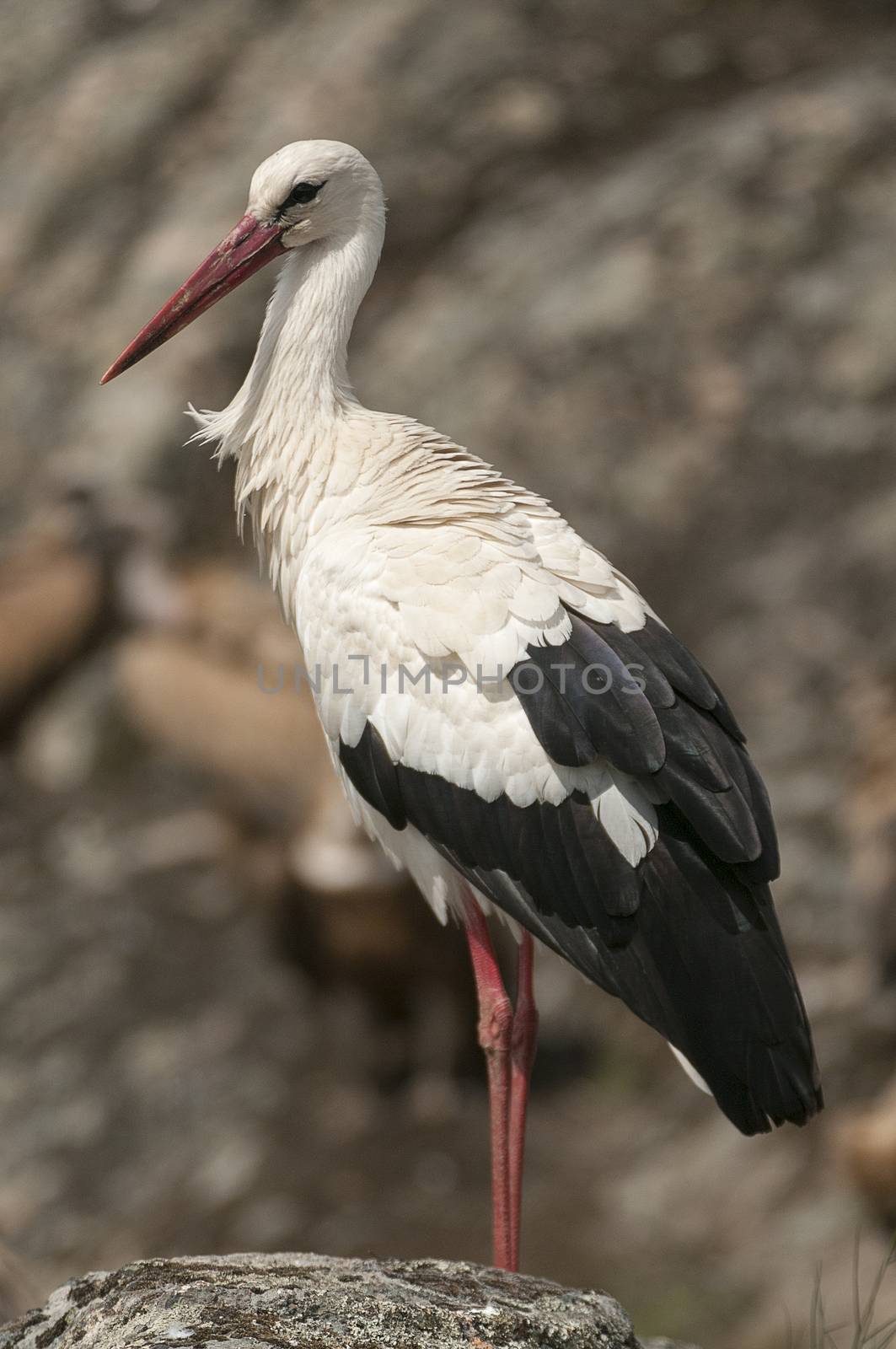 White stork standing on the rocks (Ciconia ciconia) by jalonsohu@gmail.com