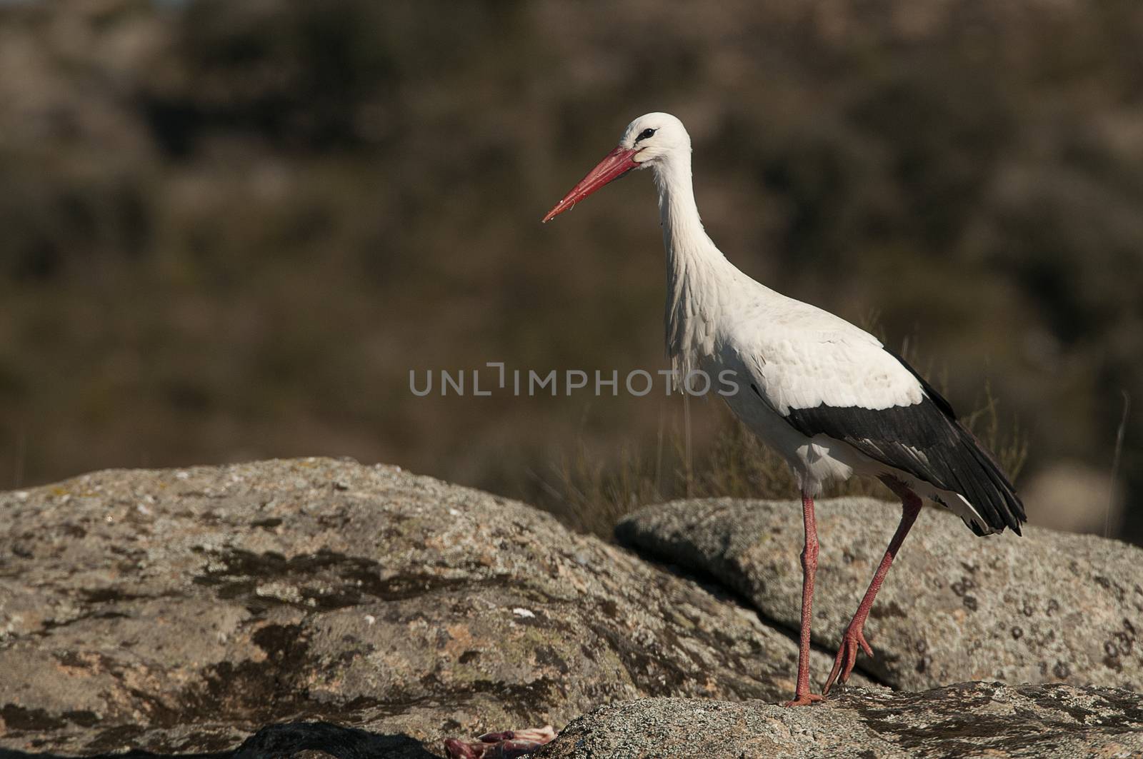 White stork standing on the rocks (Ciconia ciconia)