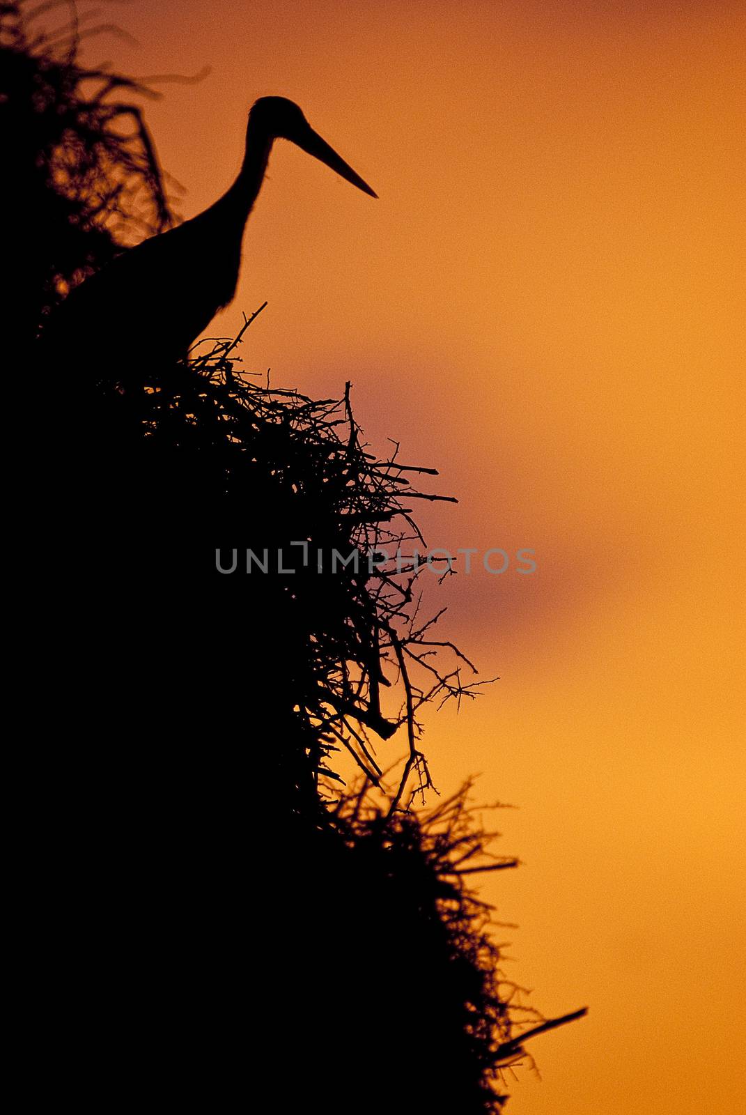 White stork in its nest at sunset (Ciconia ciconia) by jalonsohu@gmail.com