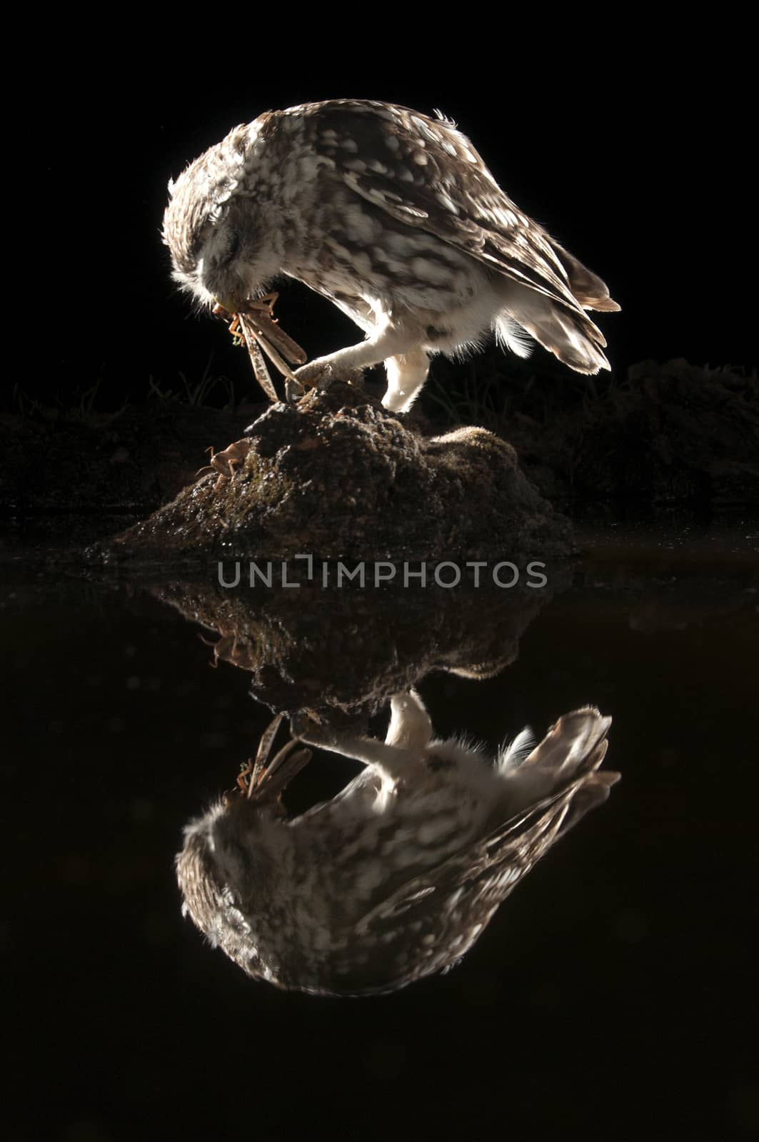 Athene noctua owl, Little Owl perched on a rock at night, with reflection in the water eating a grasshopper, insect