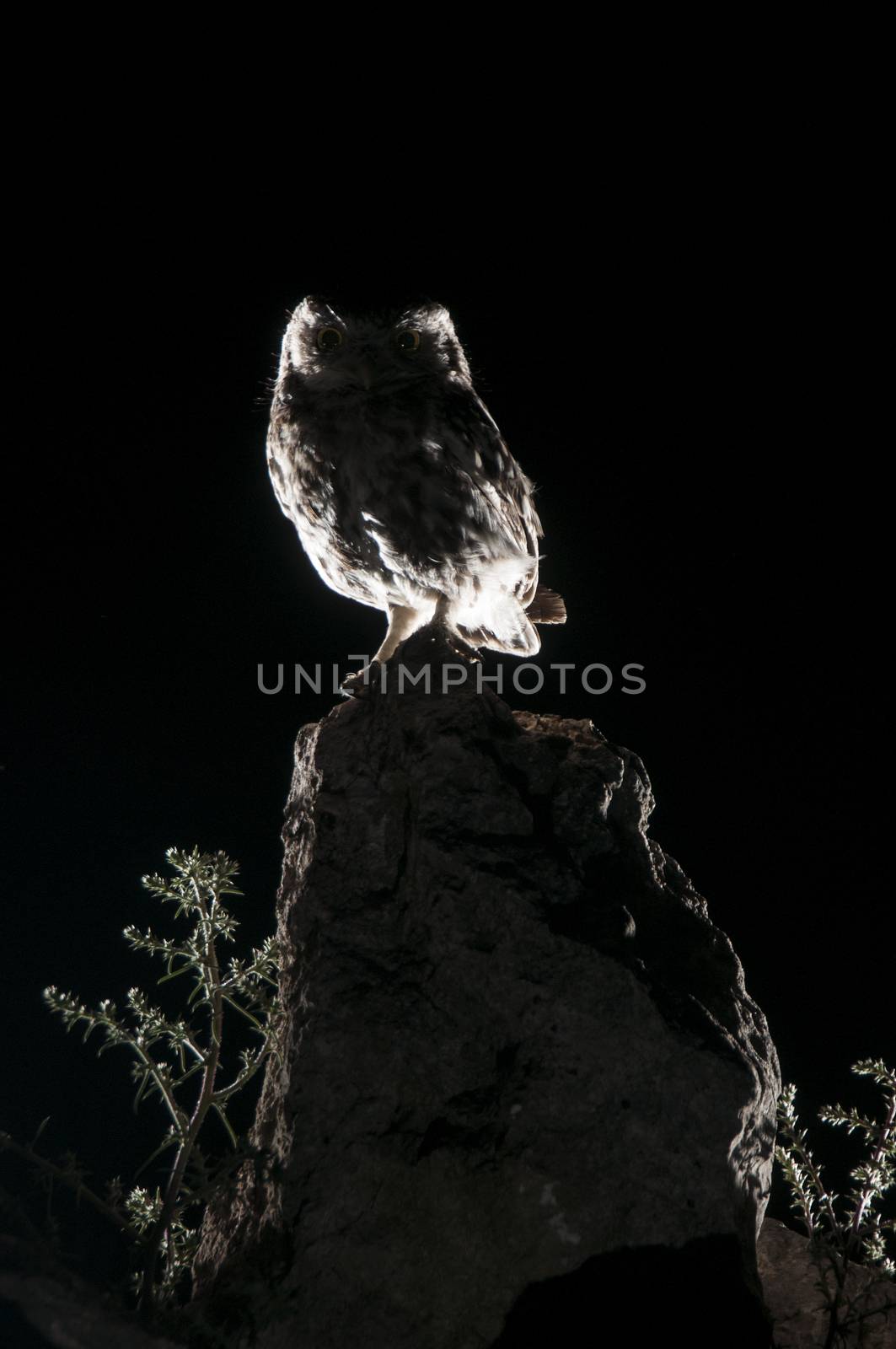 Athene noctua owl, perched on a rock at night, Little Owl  by jalonsohu@gmail.com