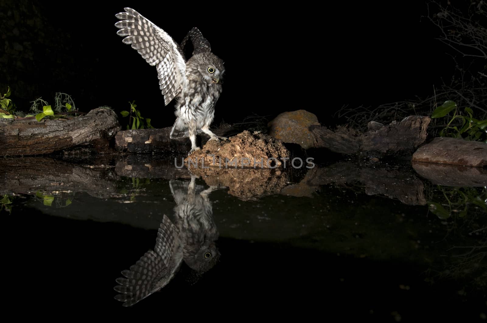 Athene noctua owl, Little Owl, perched on a rock at night, in fl by jalonsohu@gmail.com