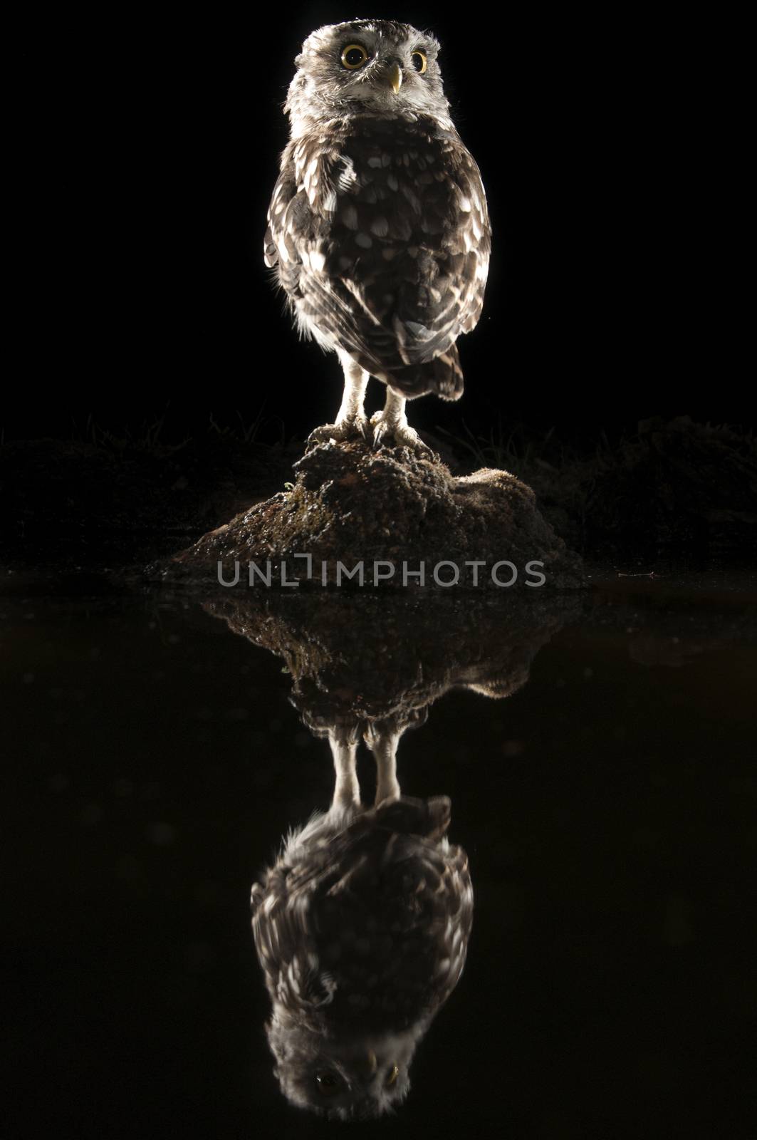 Athene noctua owl, perched on a rock at night, with reflection i by jalonsohu@gmail.com