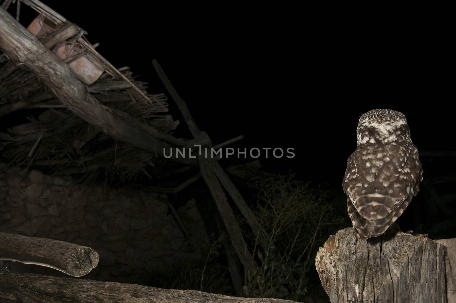 Athene noctua owl, perched on stick of an old ruined house, Litt by jalonsohu@gmail.com
