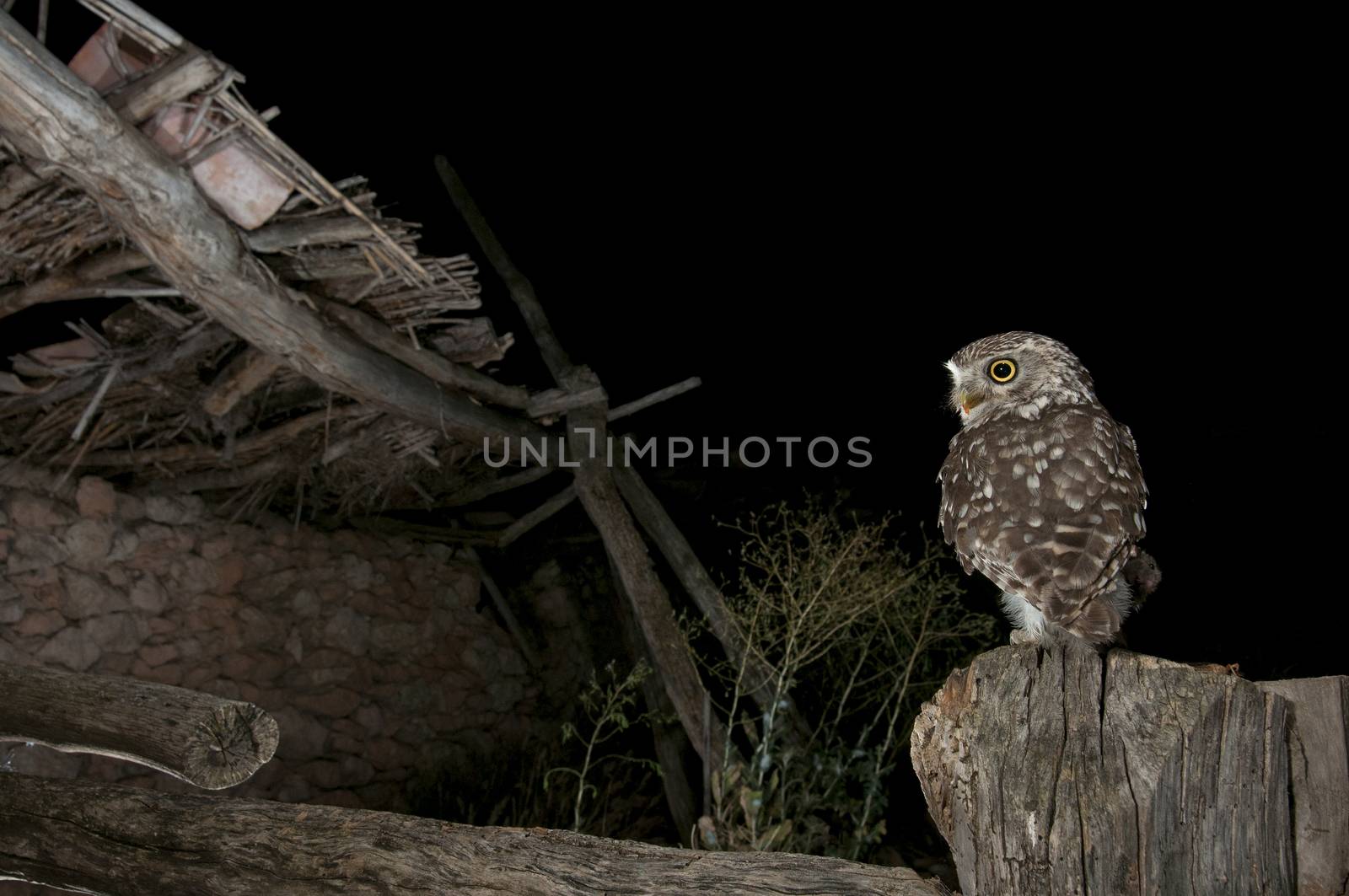 Athene noctua owl, perched on stick of an old ruined house, Little Owl