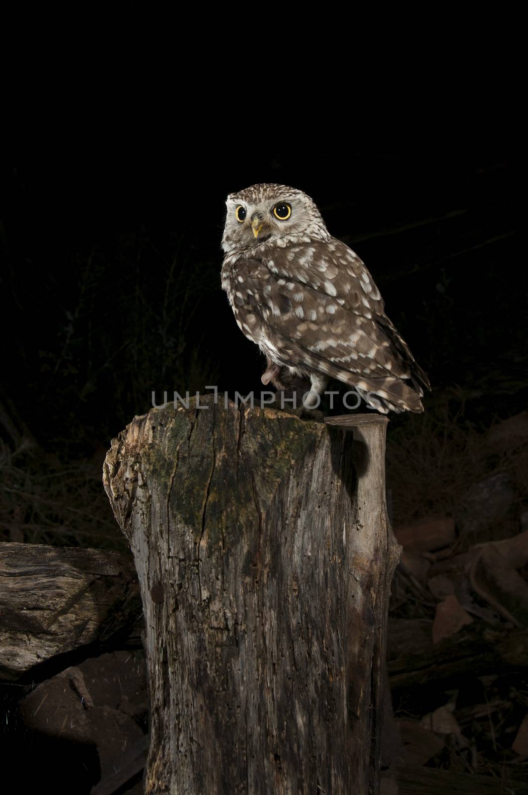 Athene noctua owl, perched on stick of an old ruined house, Litt by jalonsohu@gmail.com