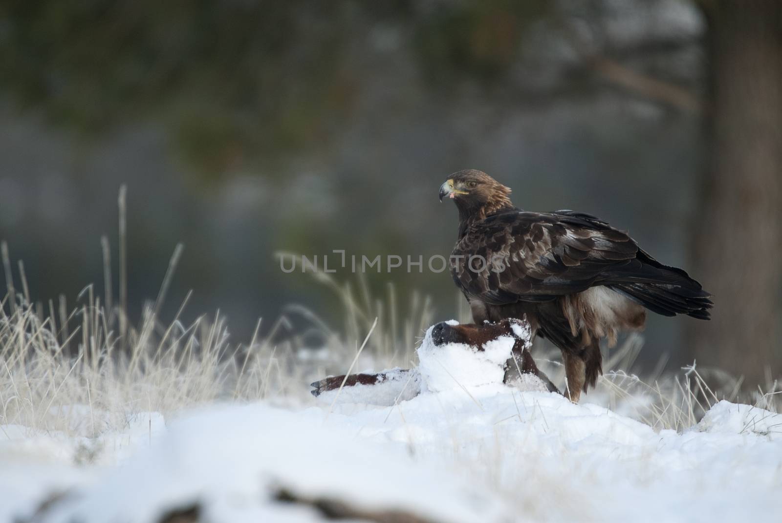 golden eagle (Aquila chrysaetos), in the snow eating carola from a small