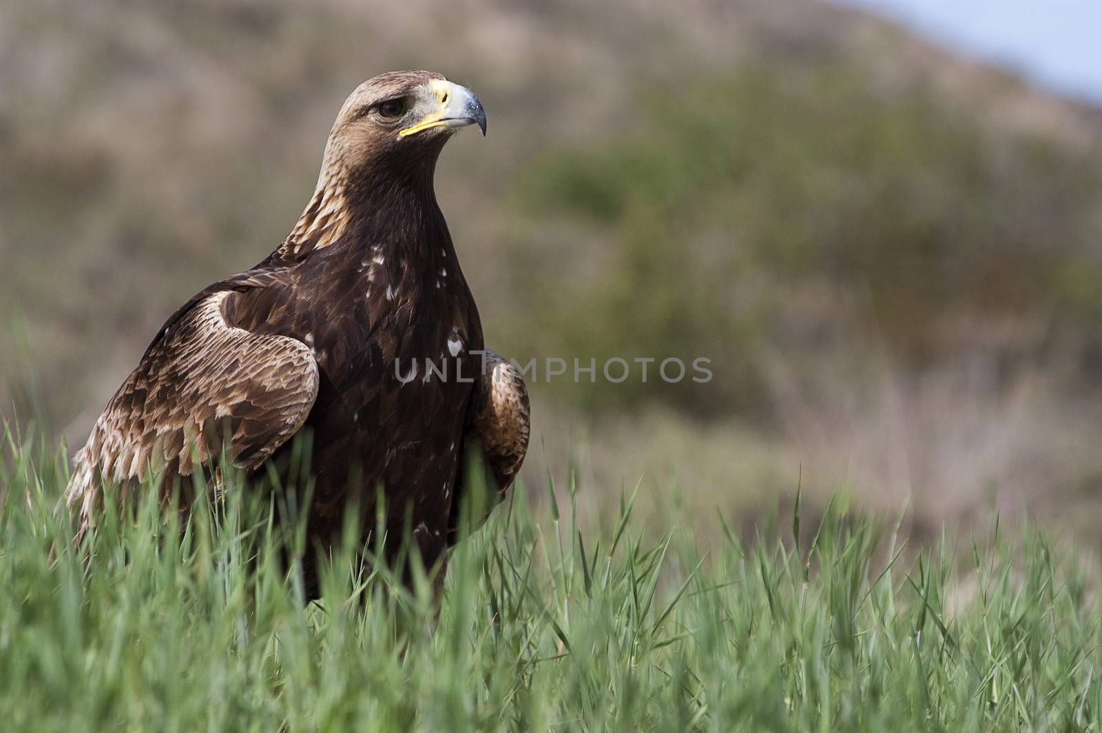 golden eagle (Aquila chrysaetos), portrait  by jalonsohu@gmail.com