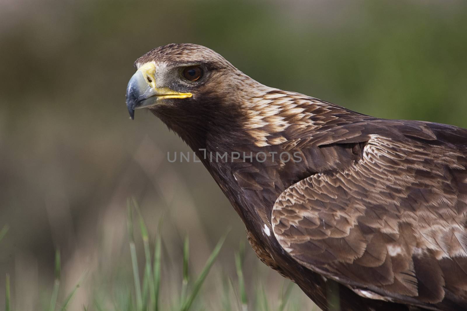 golden eagle (Aquila chrysaetos), portrait by jalonsohu@gmail.com