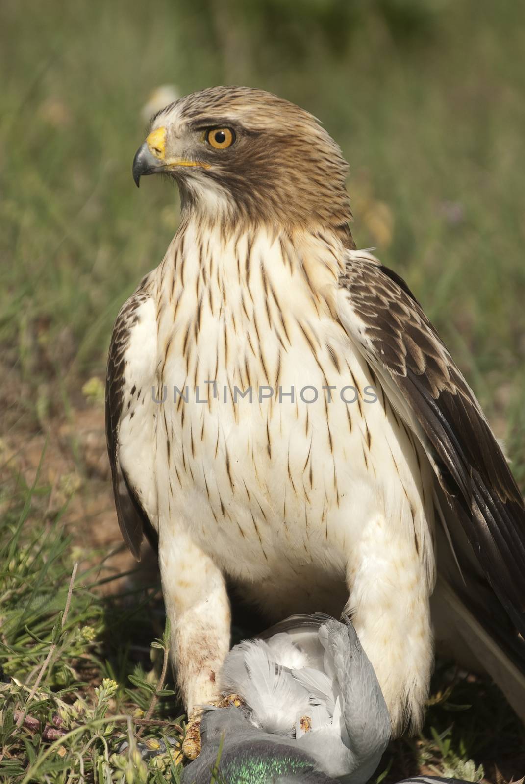 Painted eagle, pale morph, Aquila pennata, portrait with prey, p by jalonsohu@gmail.com