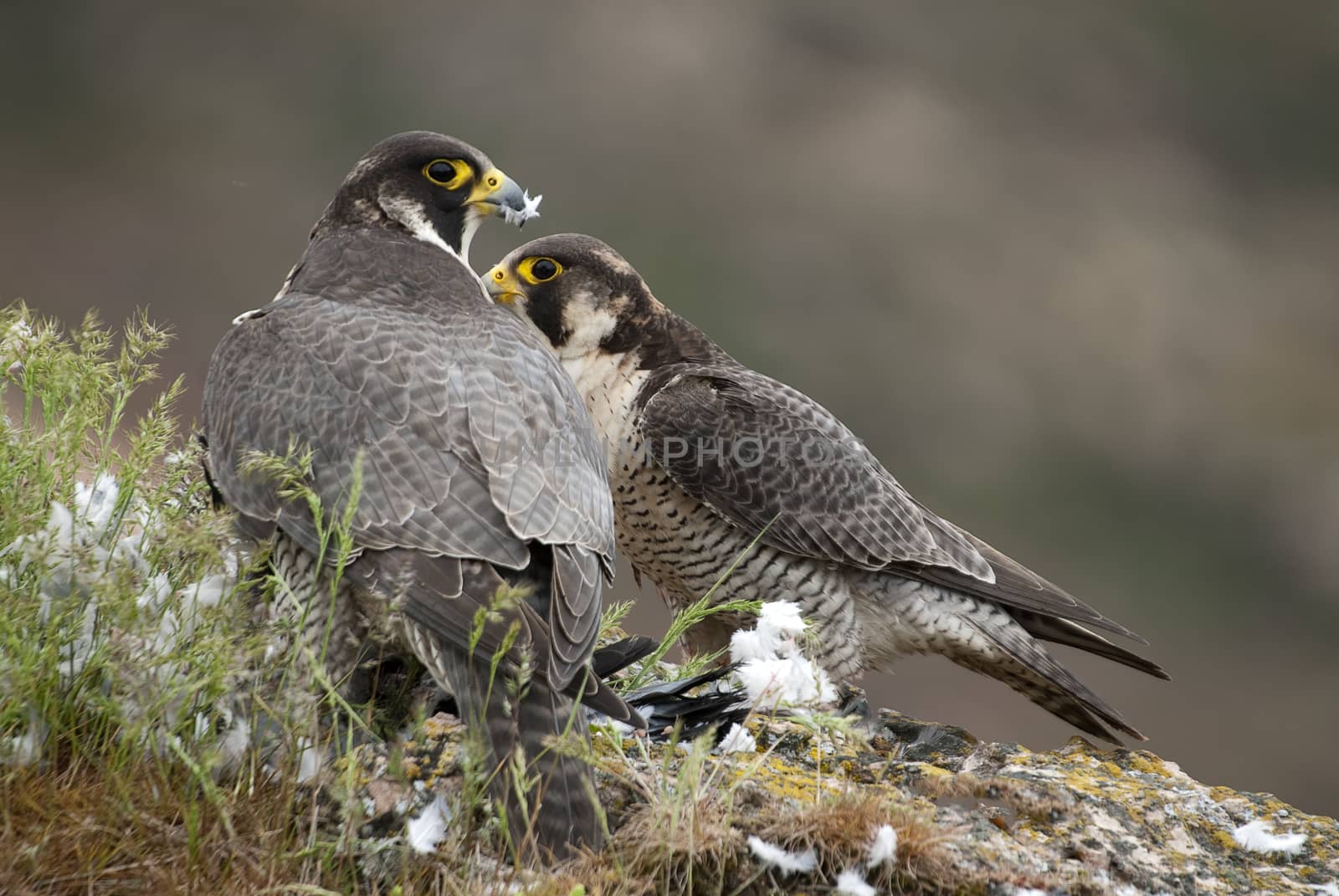 Peregrine falcon on the rock. Bird of prey, Couple sharing their prey, a Dove, Falco peregrinus