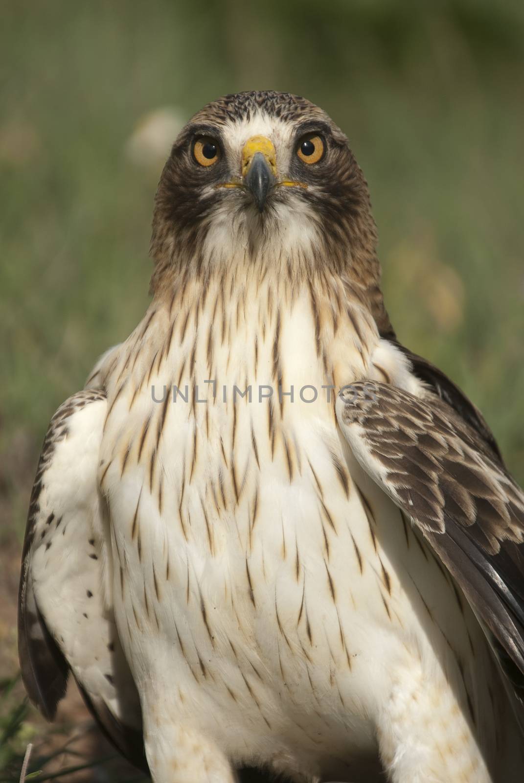 Painted eagle, pale morph, Aquila pennata, portrait  by jalonsohu@gmail.com