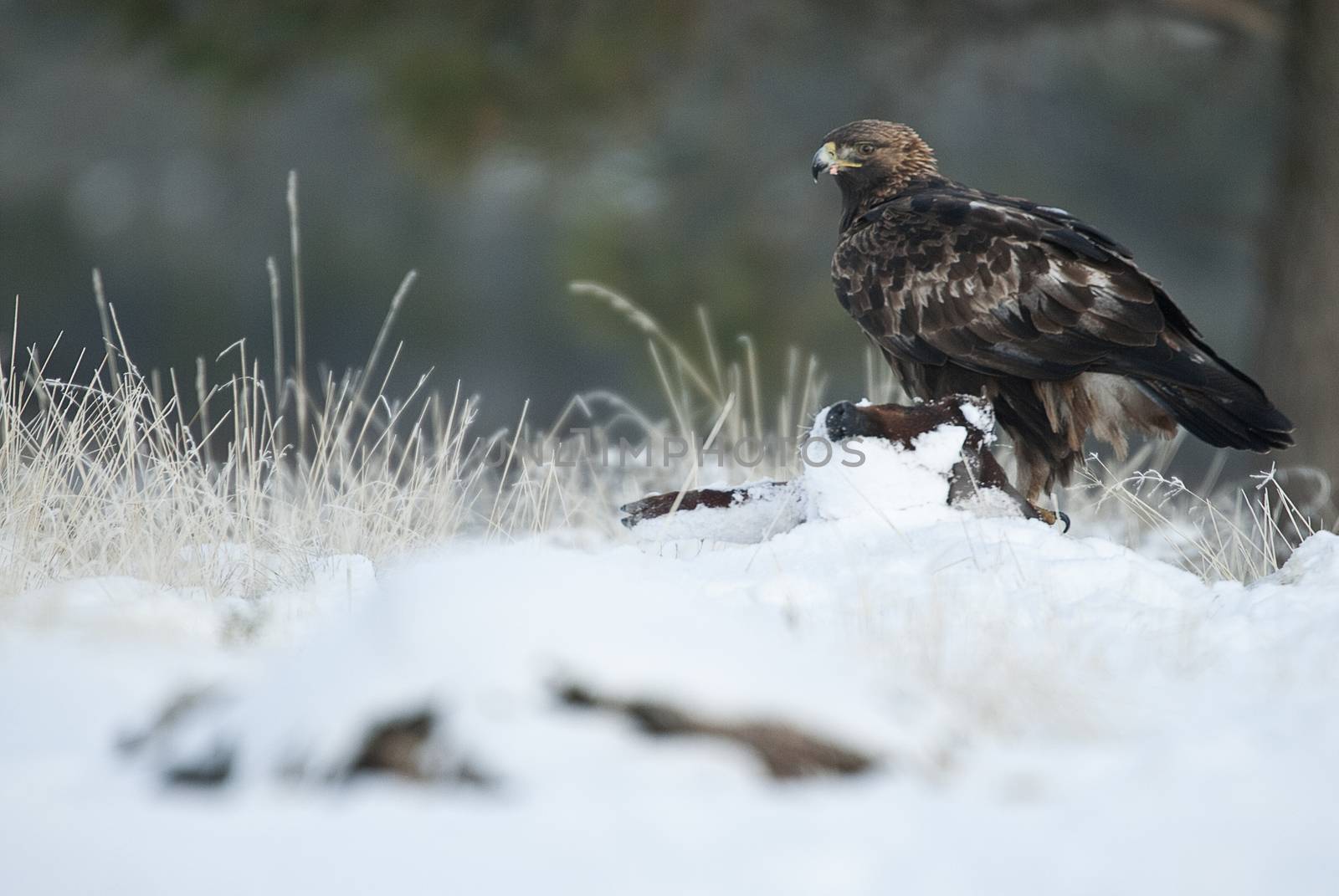 golden eagle (Aquila chrysaetos), in the snow eating carola from by jalonsohu@gmail.com