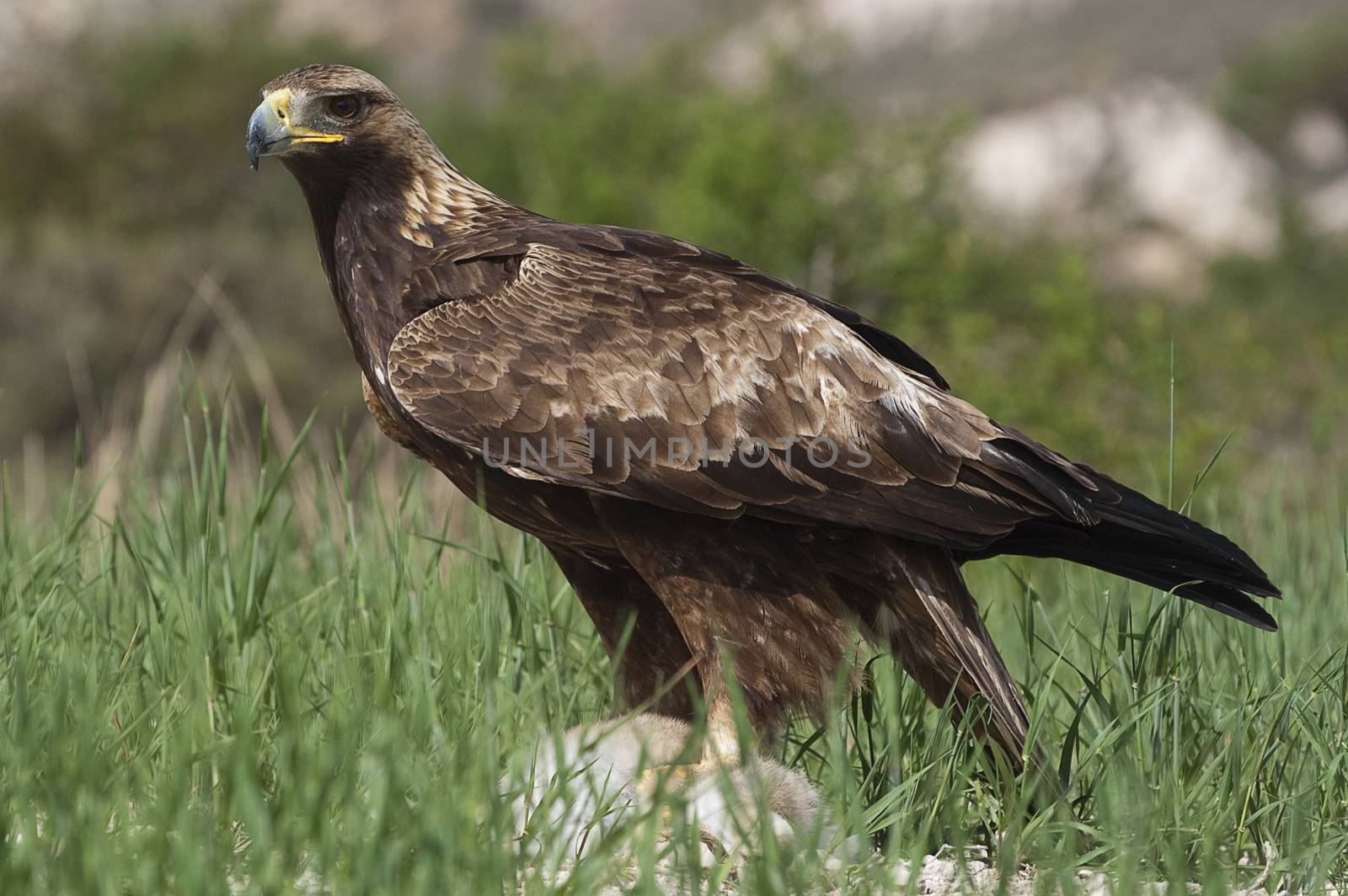golden eagle (Aquila chrysaetos), with a newly hunted rabbit by jalonsohu@gmail.com