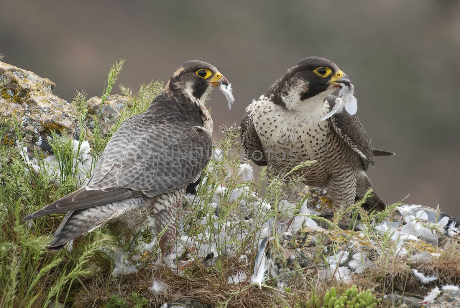 Peregrine falcon on the rock. Bird of prey, Couple sharing their by jalonsohu@gmail.com