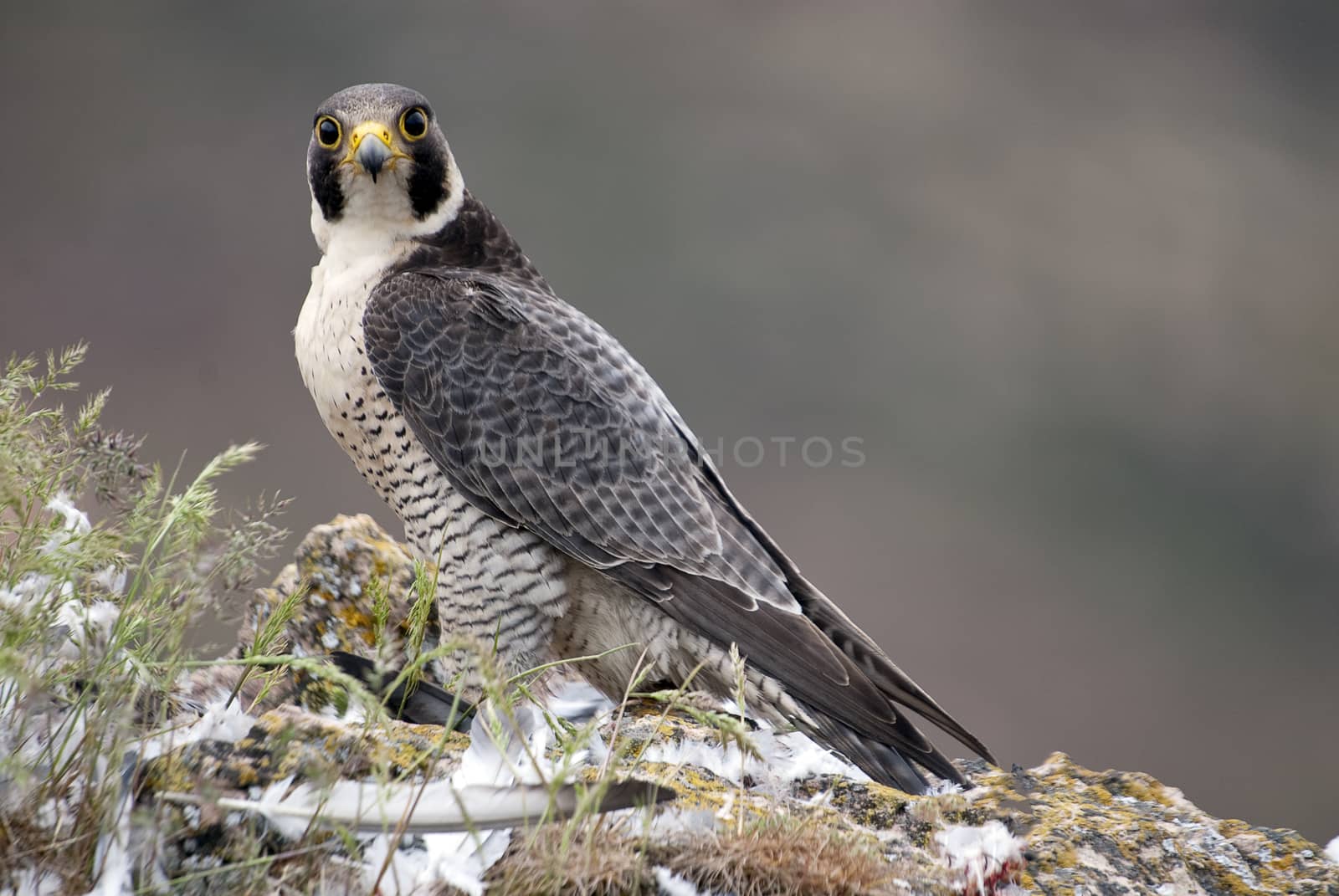 Peregrine falcon on the rock. Bird of prey, female portrait, Falco peregrinus