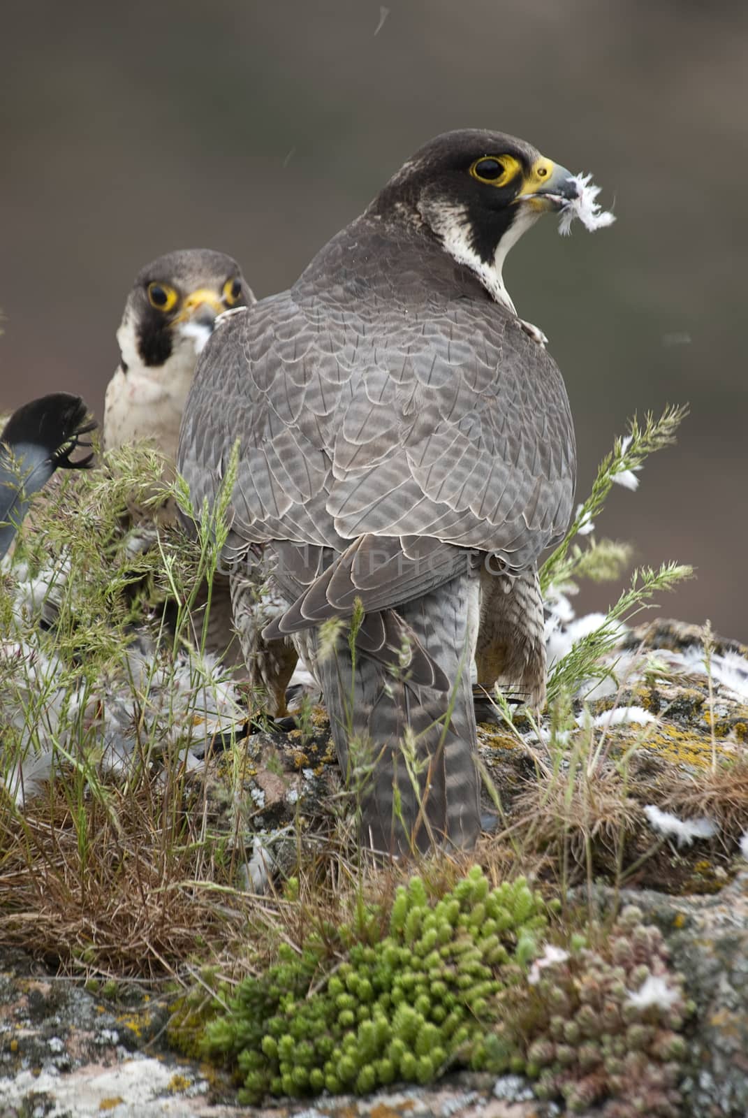 Peregrine falcon on the rock. Bird of prey, Couple sharing their by jalonsohu@gmail.com