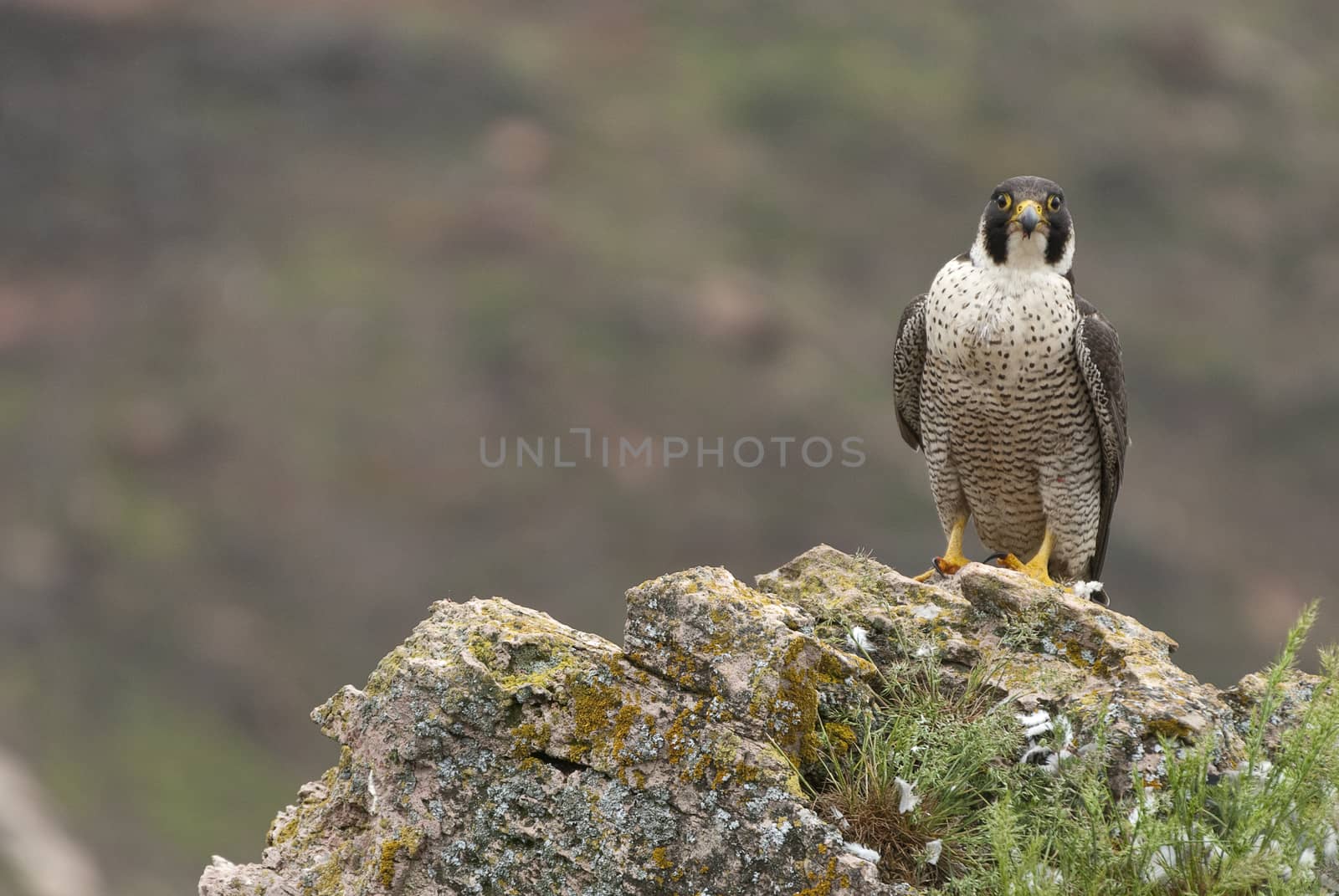Peregrine falcon on the rock. Bird of prey, female portrait, Fal by jalonsohu@gmail.com