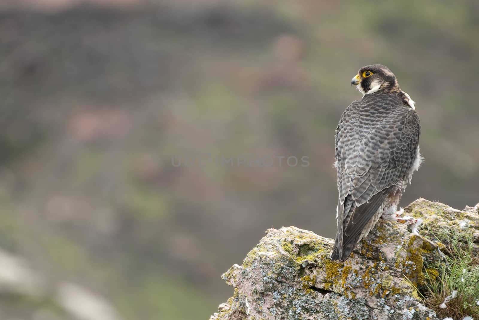 Peregrine falcon on the rock. Bird of prey, Male portrait, Falco peregrinus
