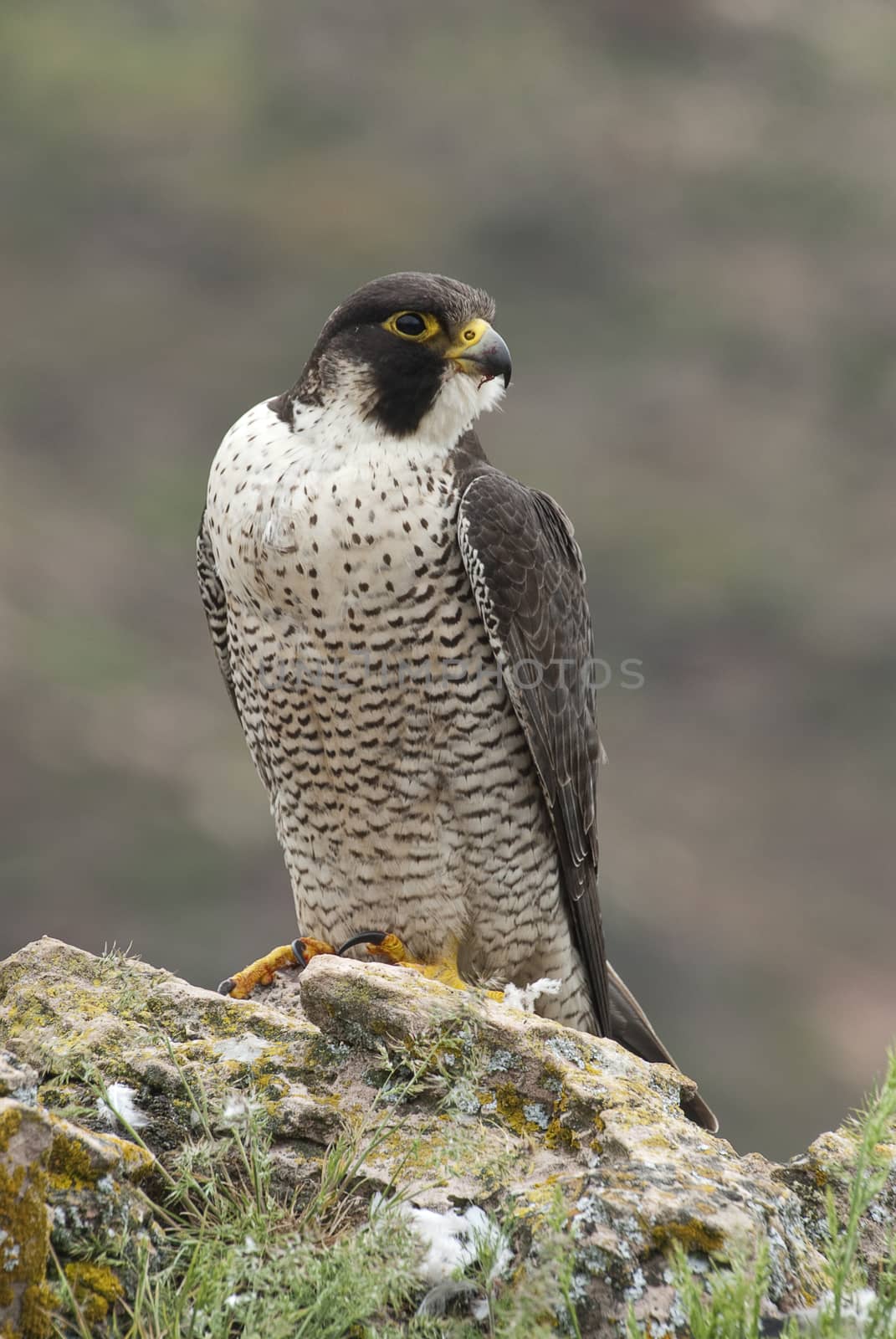 Peregrine falcon on the rock. Bird of prey, female portrait, Fal by jalonsohu@gmail.com