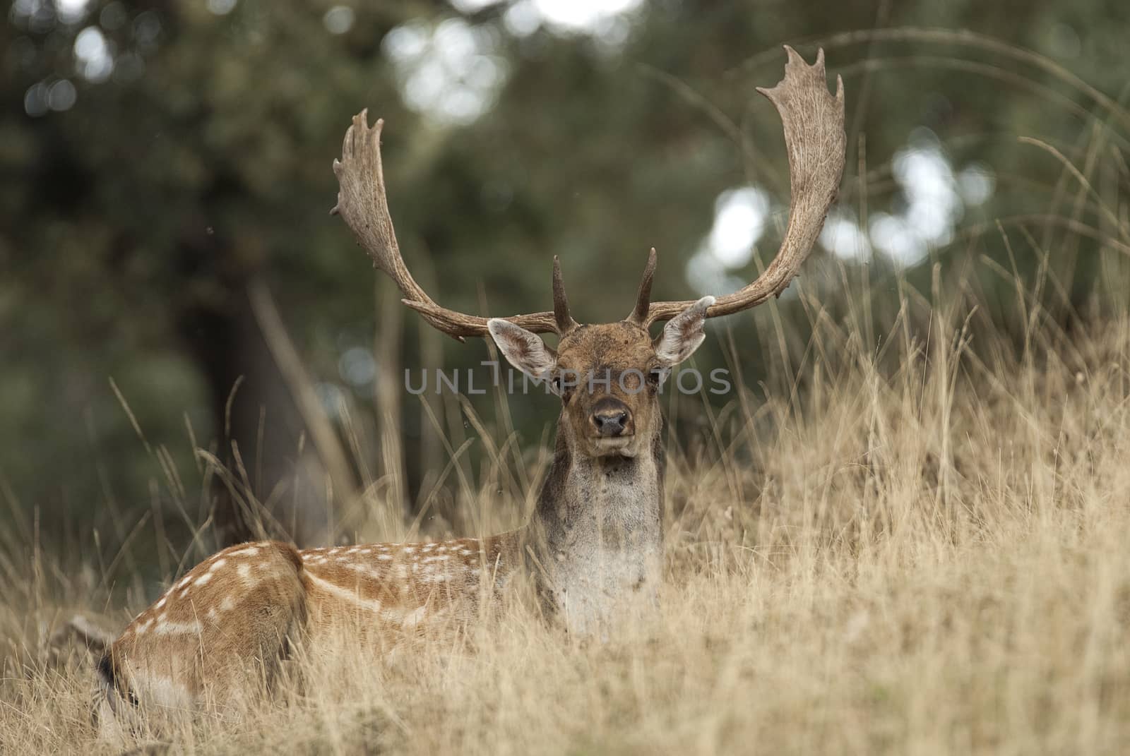 Fallow Deers, Dama dama, Spain by jalonsohu@gmail.com