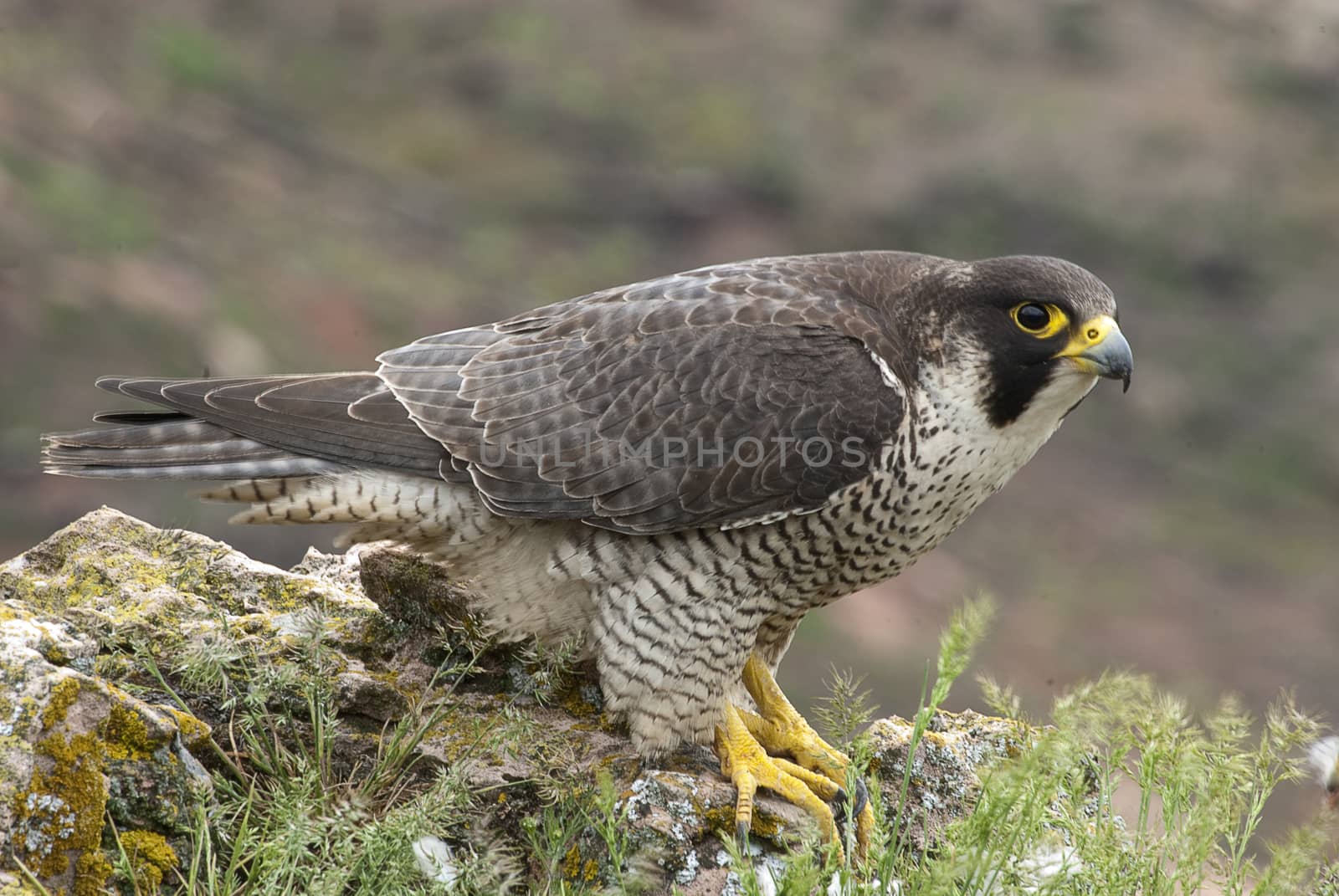 Peregrine falcon on the rock. Bird of prey, female portrait, Falco peregrinus