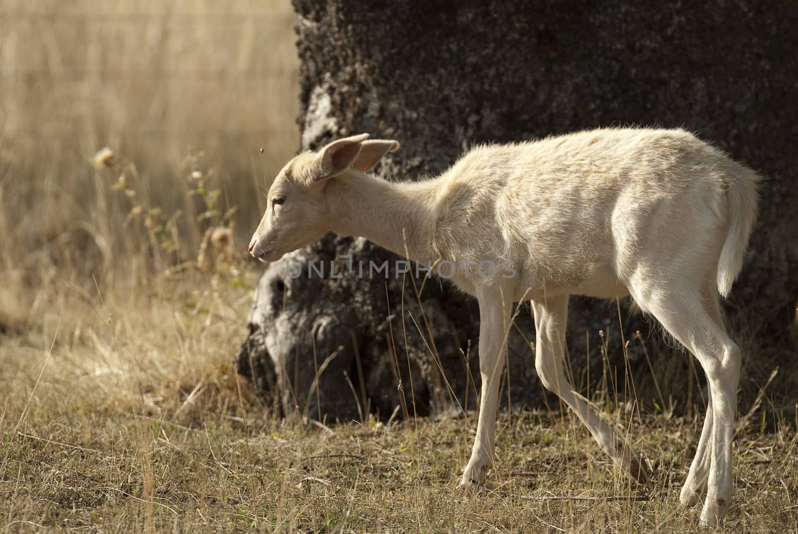 Fallow Deers, Dama dama, Spain, Albino, rare white