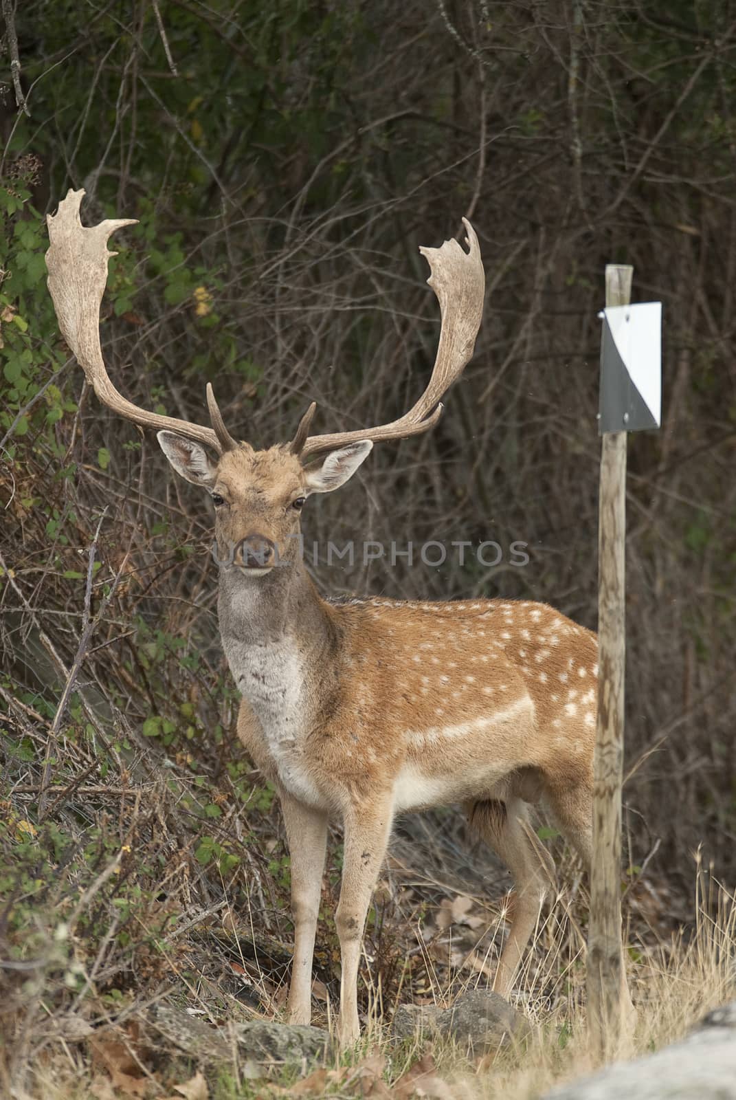 Fallow Deers, Dama dama, Spain, hunting reserve sign by jalonsohu@gmail.com