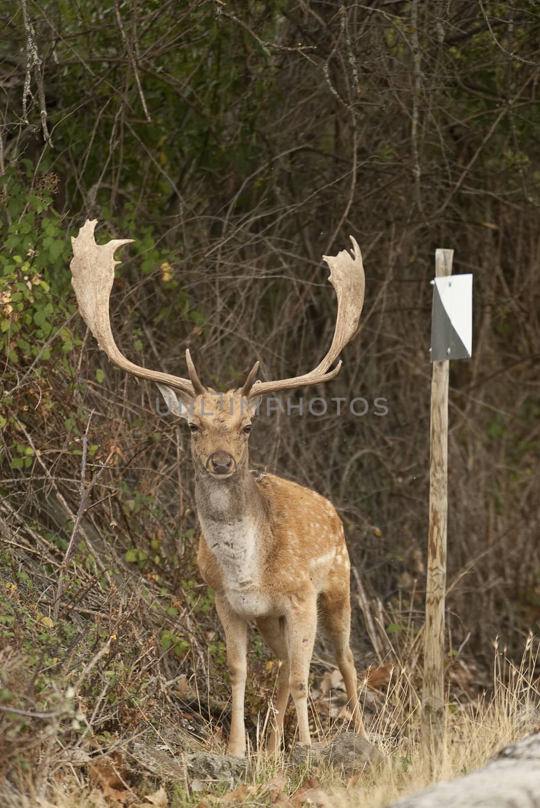 Fallow Deers, Dama dama, Spain, hunting reserve sign by jalonsohu@gmail.com