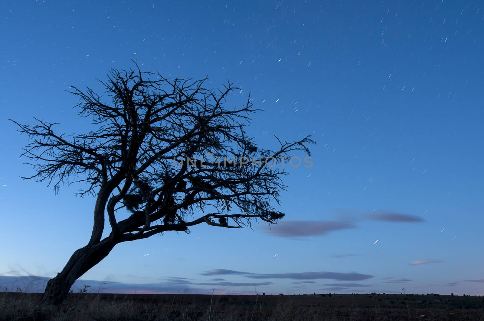 Night landscape, oak, stars, clouds, silhouette by jalonsohu@gmail.com