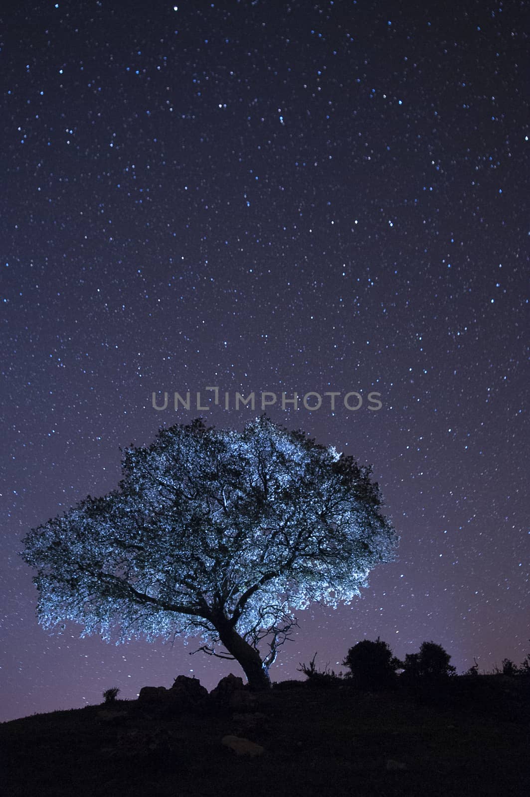 Night landscape, oak, stars, clouds, silhouette