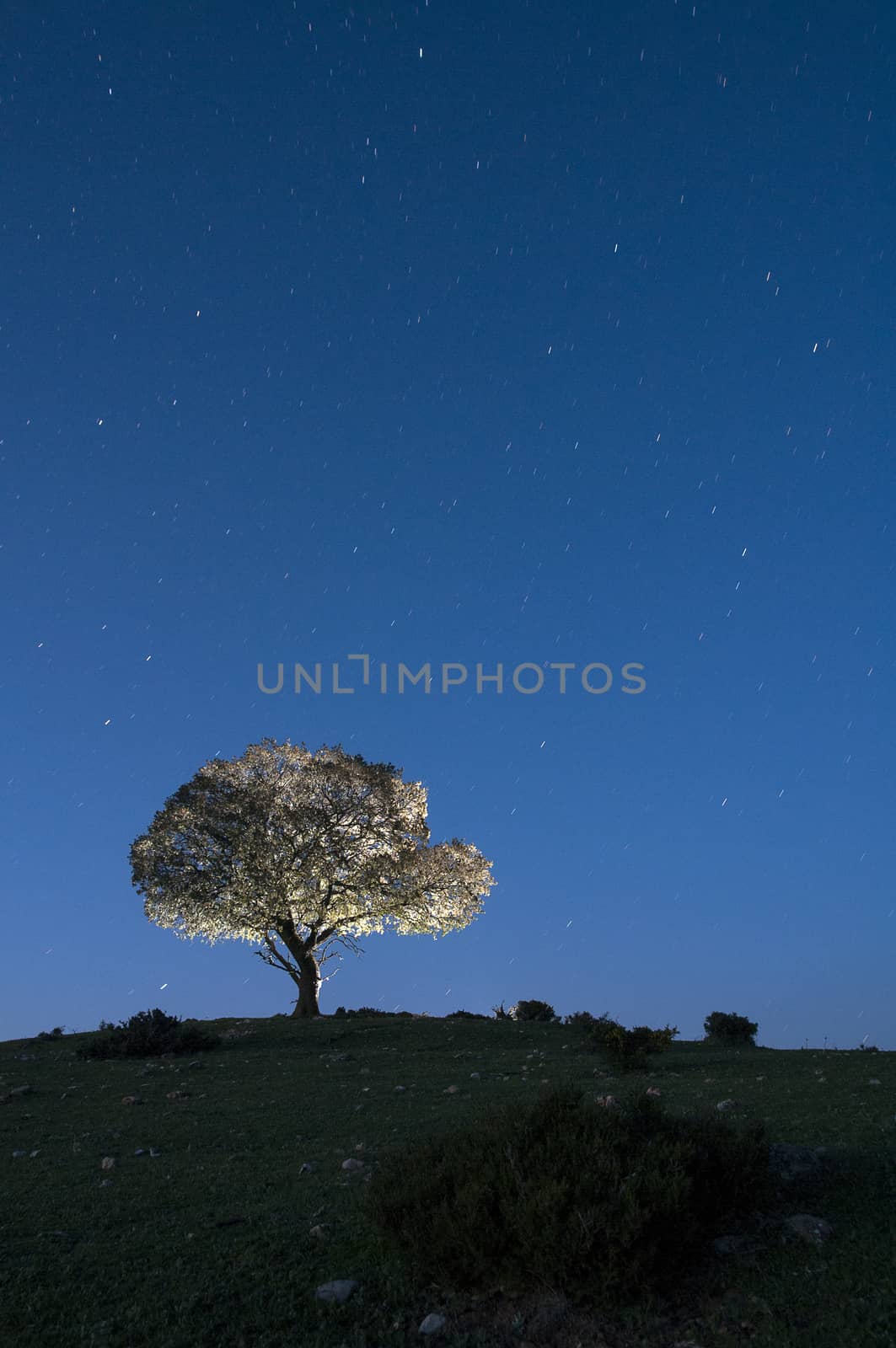 Night landscape, oak, stars, clouds, silhouette