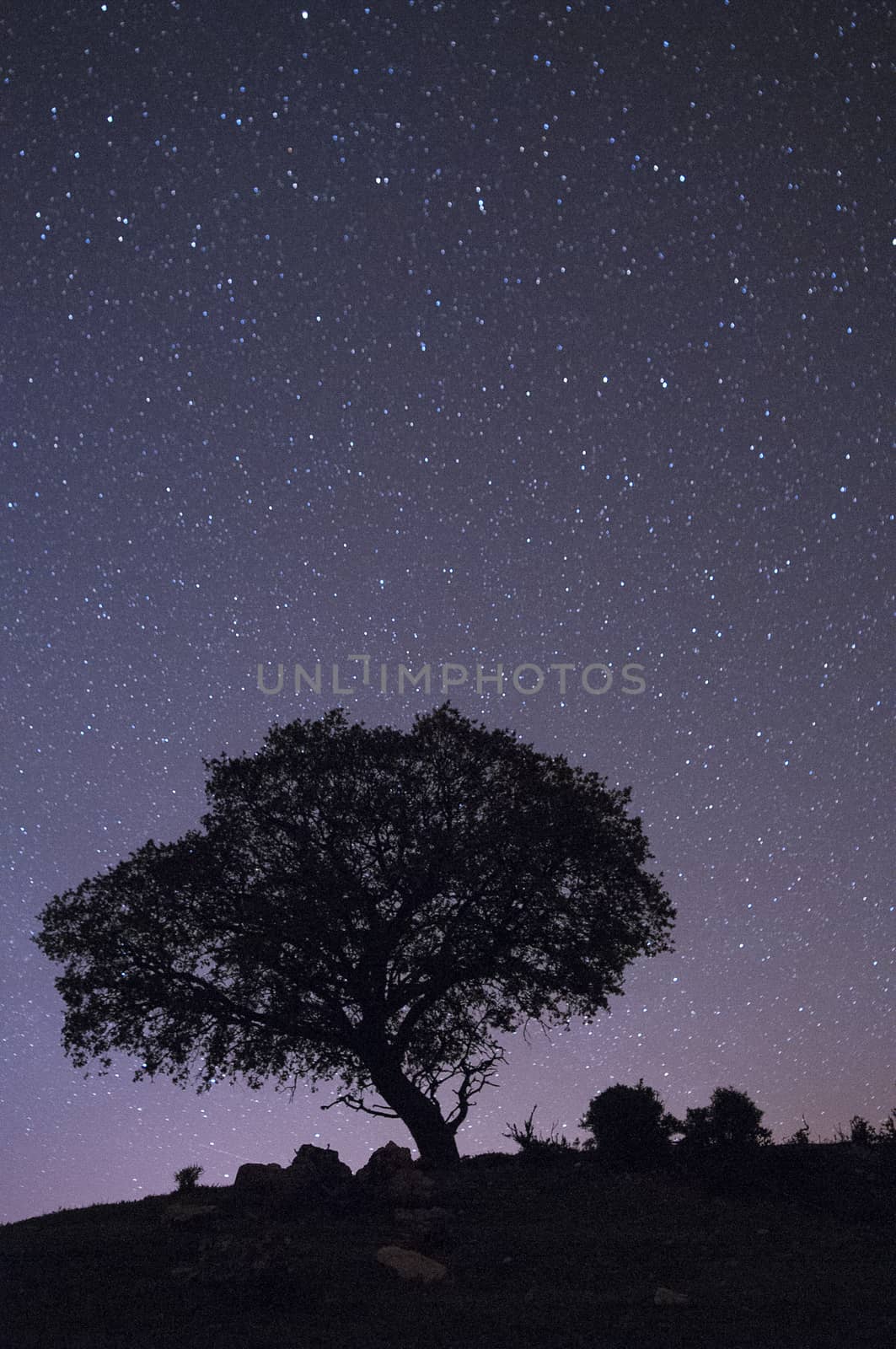 Night landscape, oak, stars, clouds, silhouette by jalonsohu@gmail.com