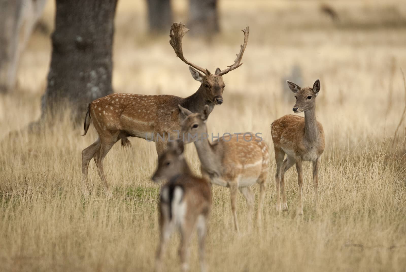 Fallow Deers, Dama dama, Spain