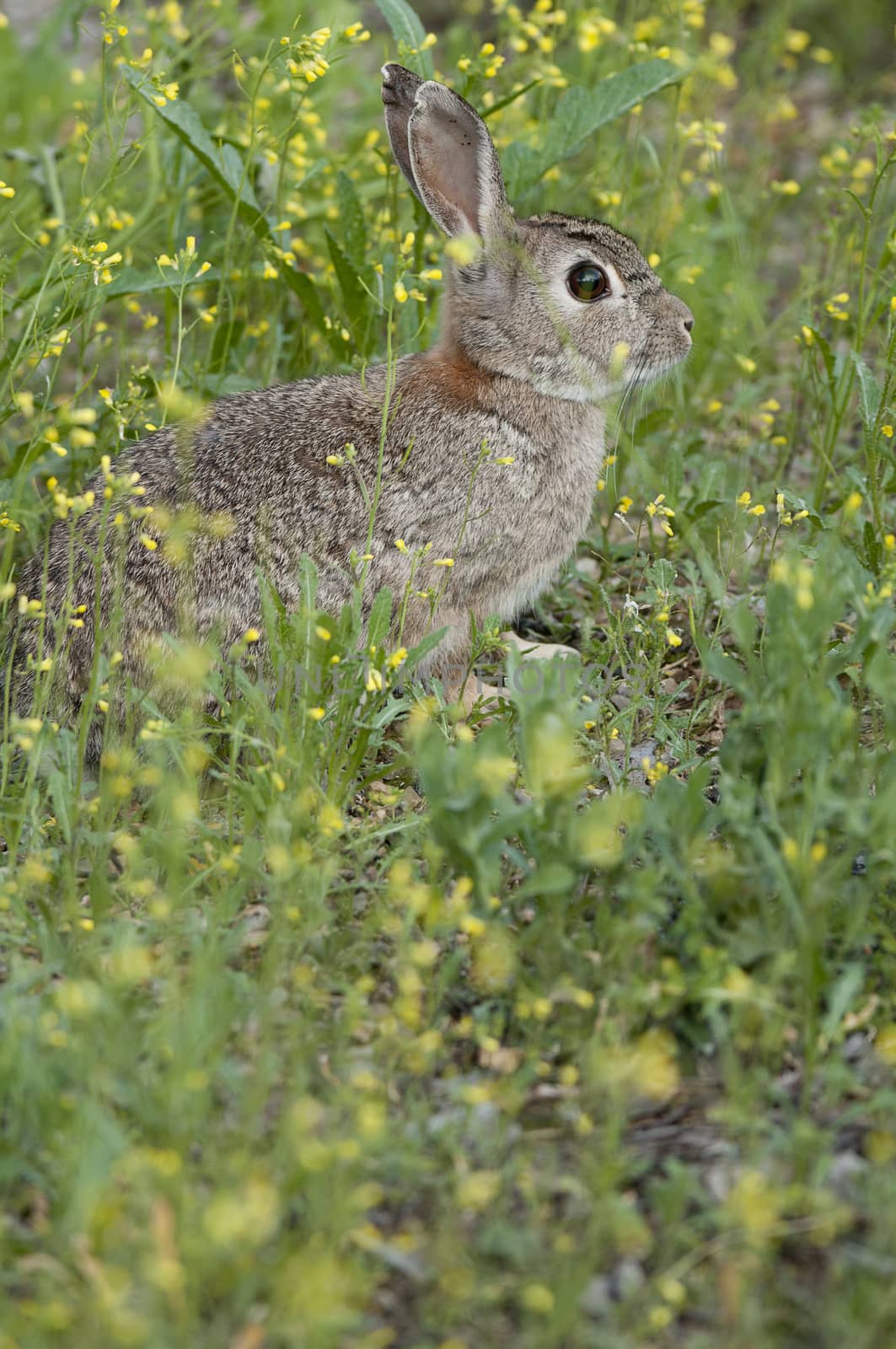 Rabbit portrait in the natural habitat, life in the meadow. European rabbit, Oryctolagus cuniculus