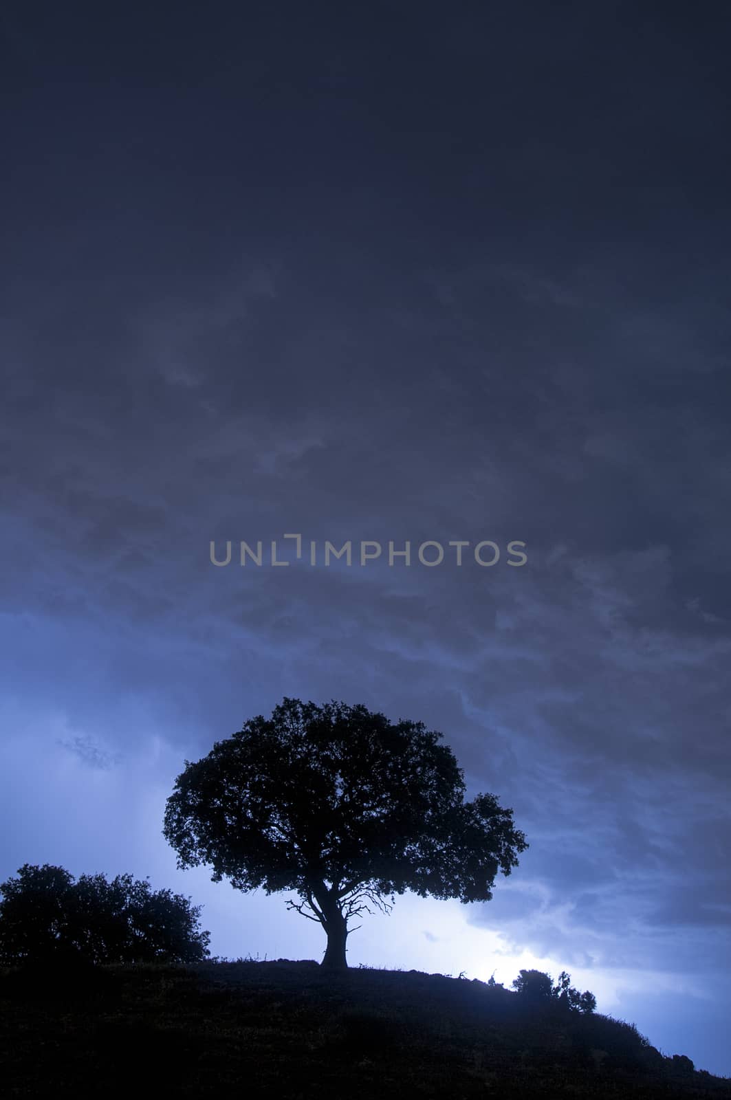 Night landscape, oak, stars, clouds, silhouette by jalonsohu@gmail.com