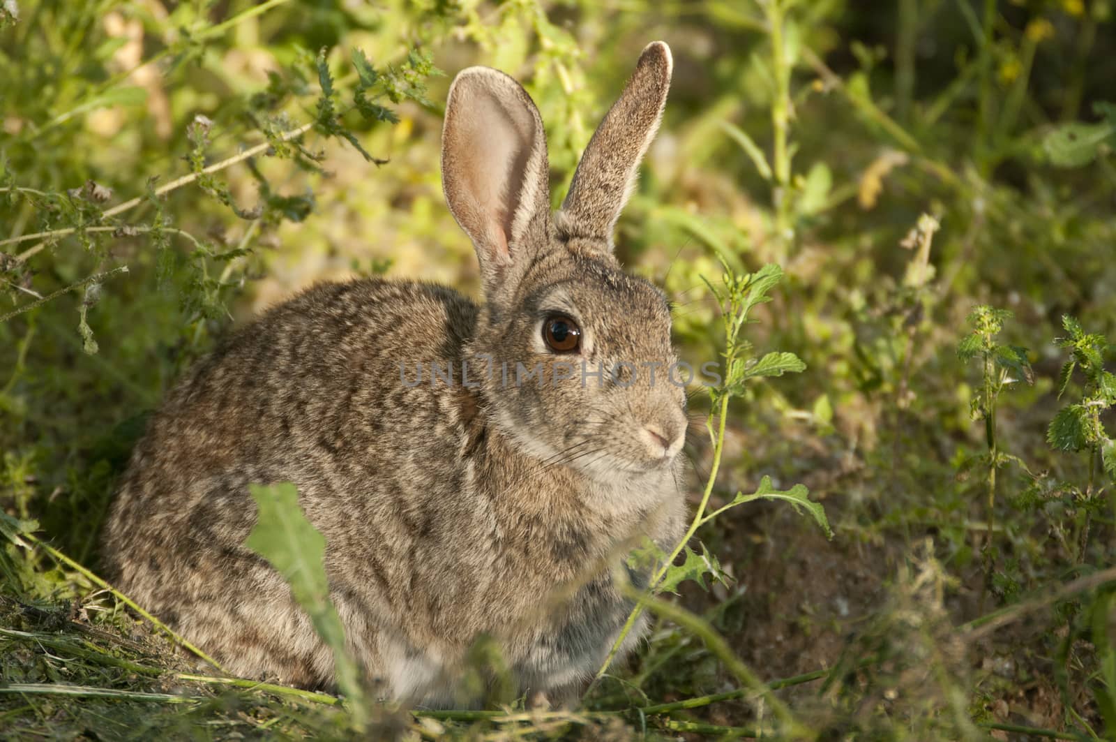 Rabbit portrait in the natural habitat, life in the meadow. Euro by jalonsohu@gmail.com