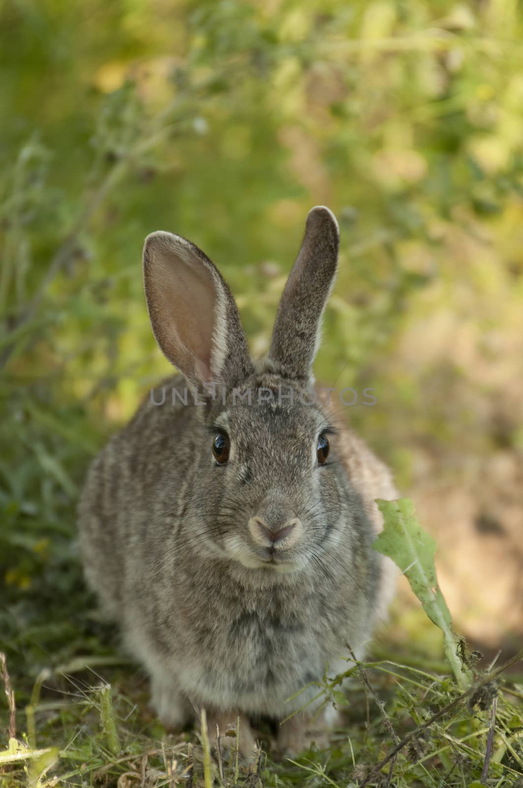 Rabbit portrait in the natural habitat, life in the meadow. European rabbit, Oryctolagus cuniculus