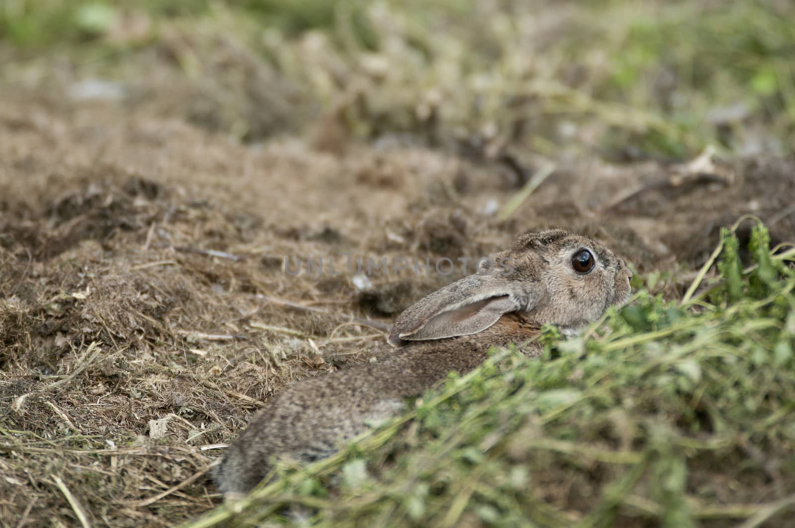 Rabbit portrait in the natural habitat, life in the meadow. Euro by jalonsohu@gmail.com