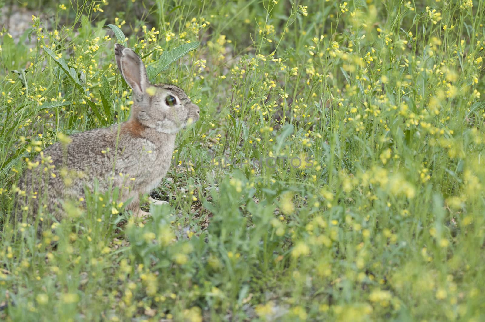 Rabbit portrait in the natural habitat, life in the meadow. Euro by jalonsohu@gmail.com