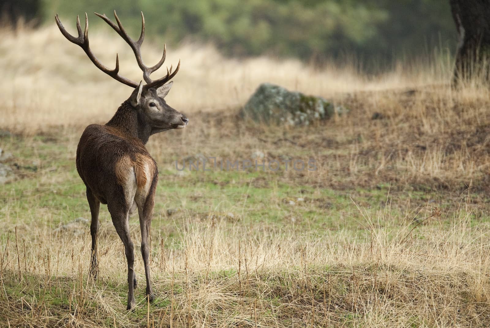 Red deer, Cervus elaphus, Wild by jalonsohu@gmail.com