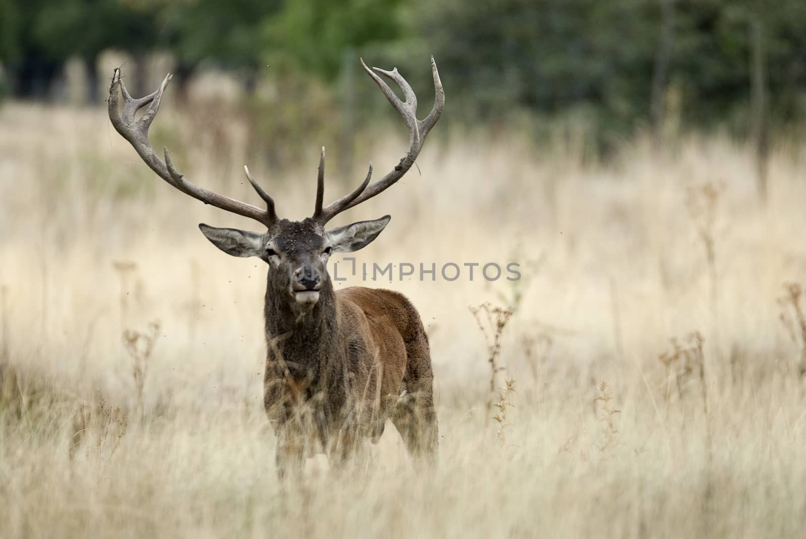 Red deer, Cervus elaphus, Wild by jalonsohu@gmail.com