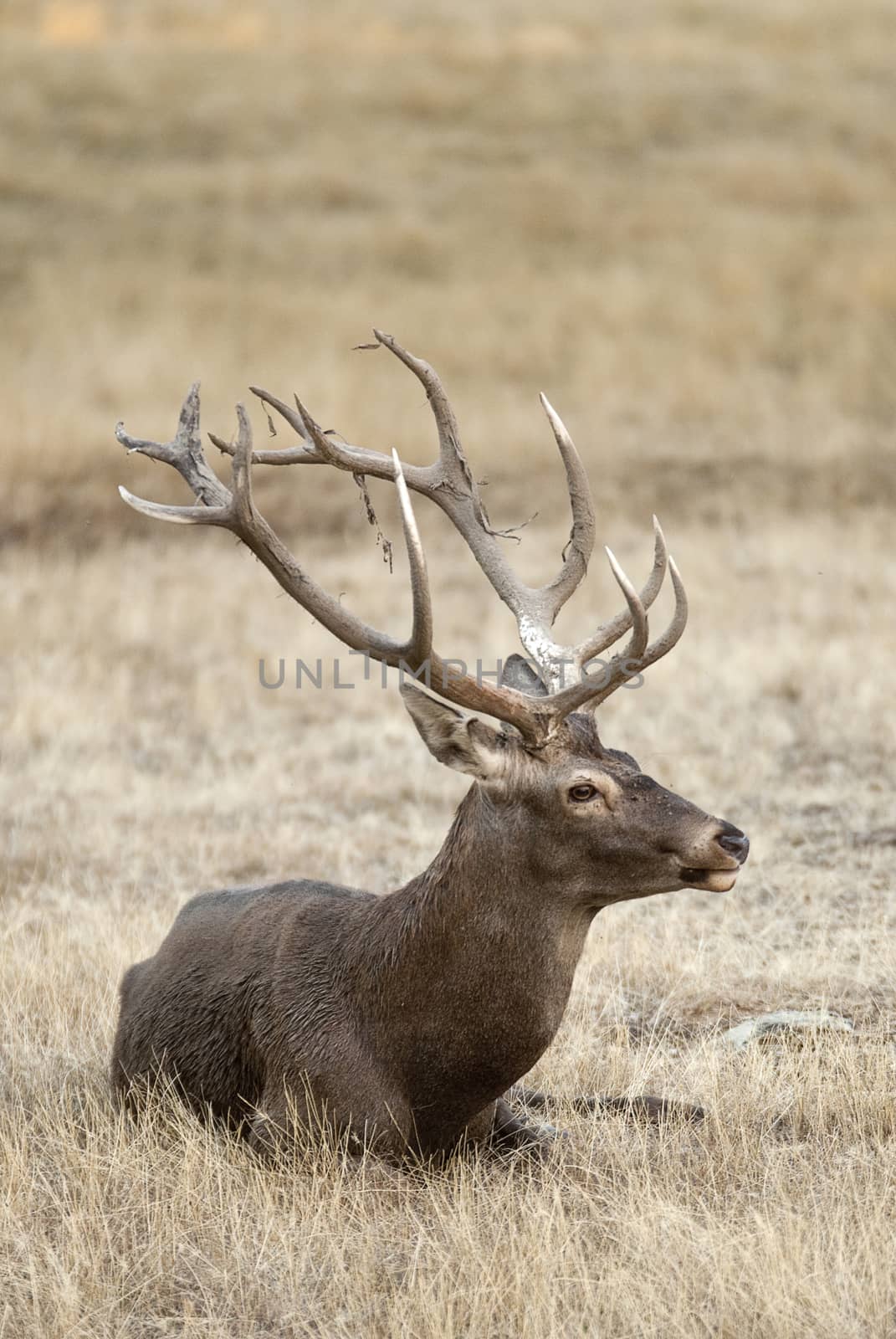 Red deer, Cervus elaphus, Wild by jalonsohu@gmail.com