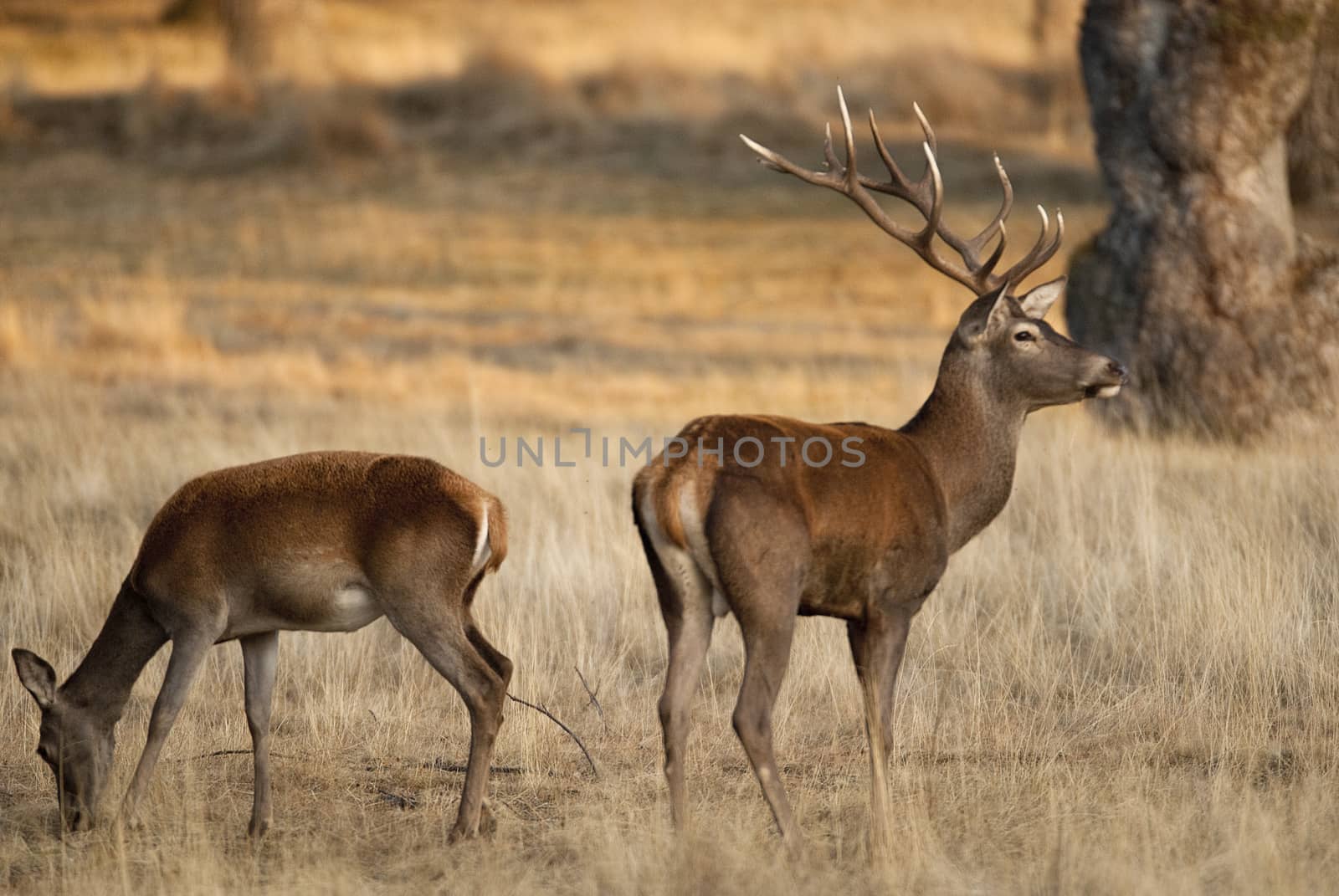 Red deer, Cervus elaphus, Wild by jalonsohu@gmail.com