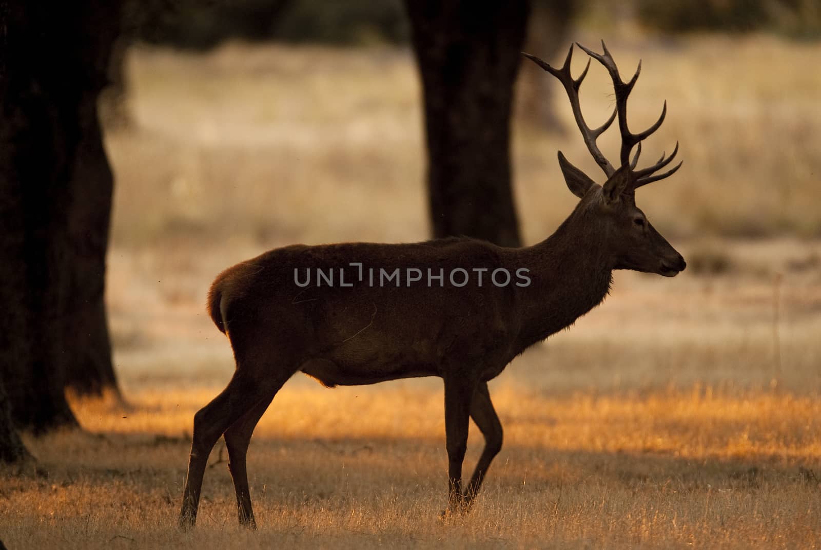 Red deer, Cervus elaphus, Wild by jalonsohu@gmail.com